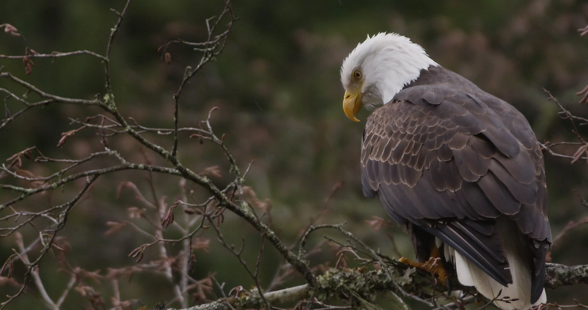 squamveagle copy.jpg
