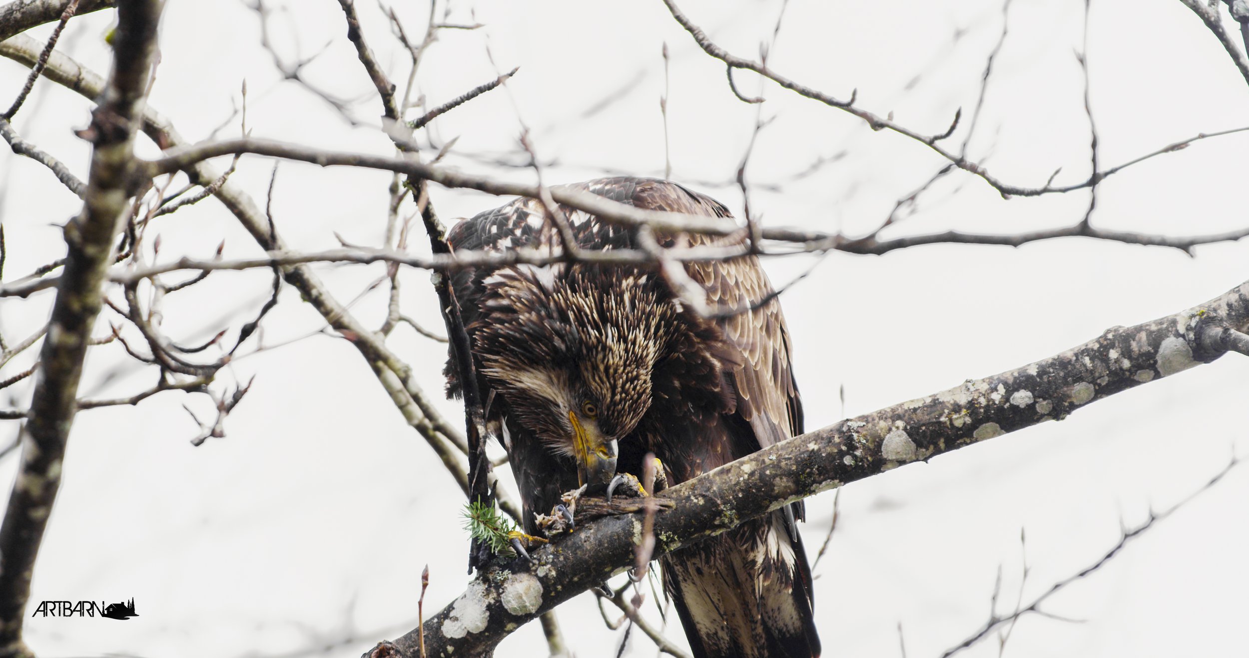 eagle2.2.2015.jpg