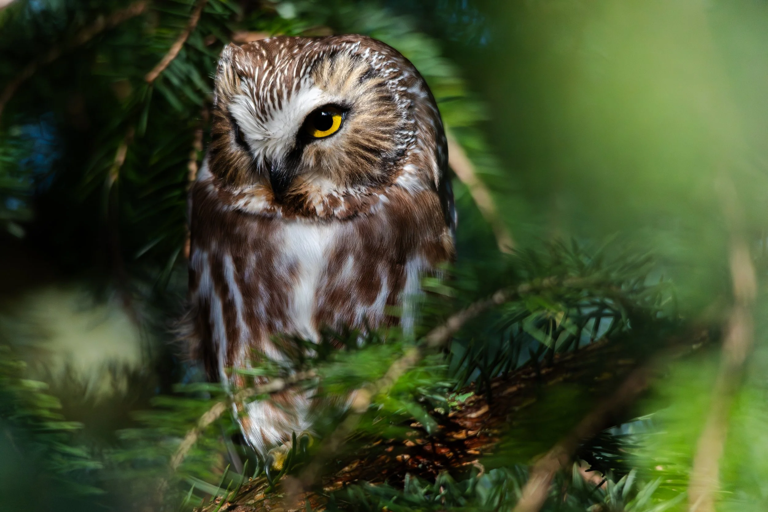 Northern_Saw_Whet_Owl-2.jpg