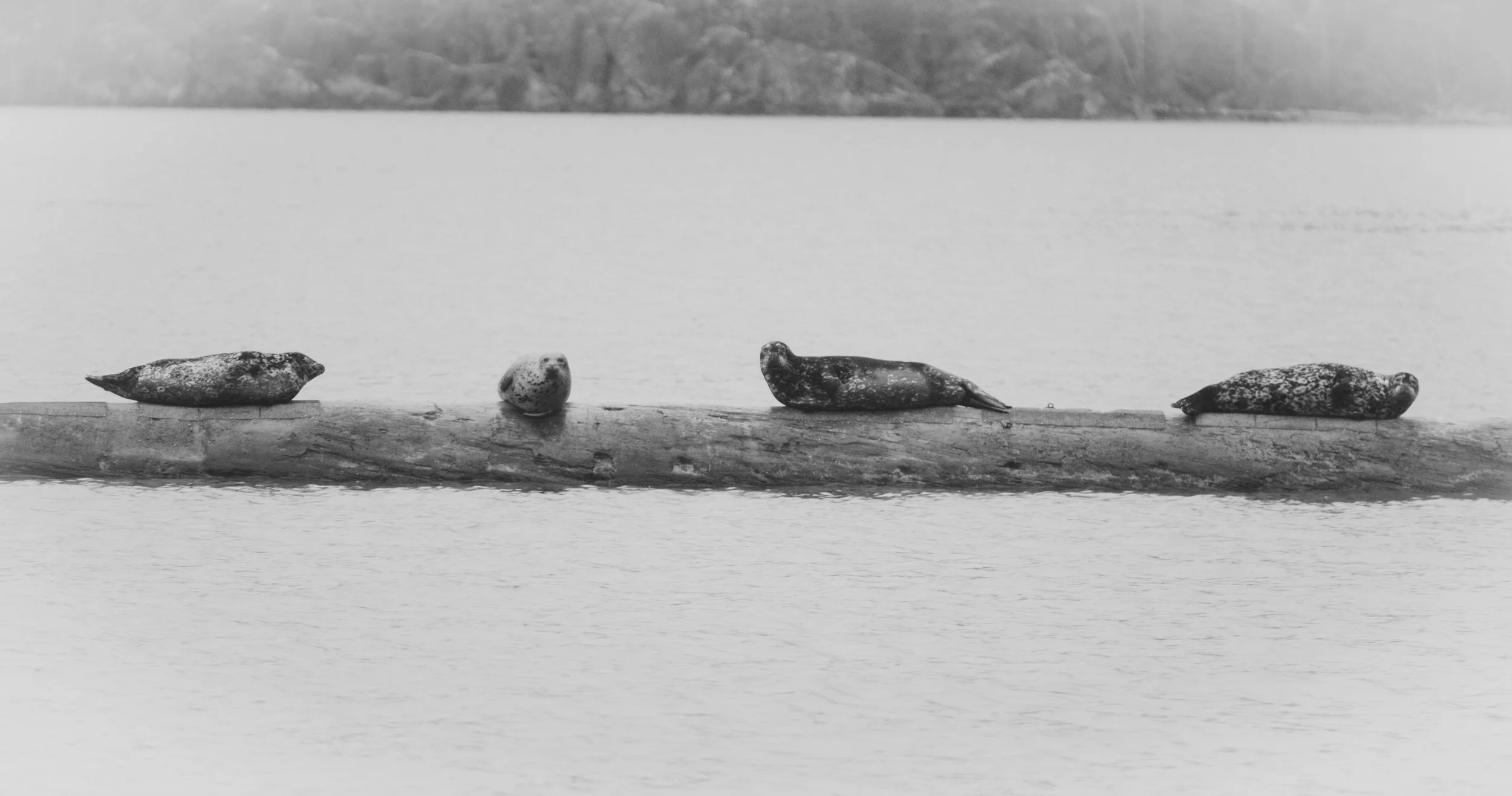 4 seals.jpg