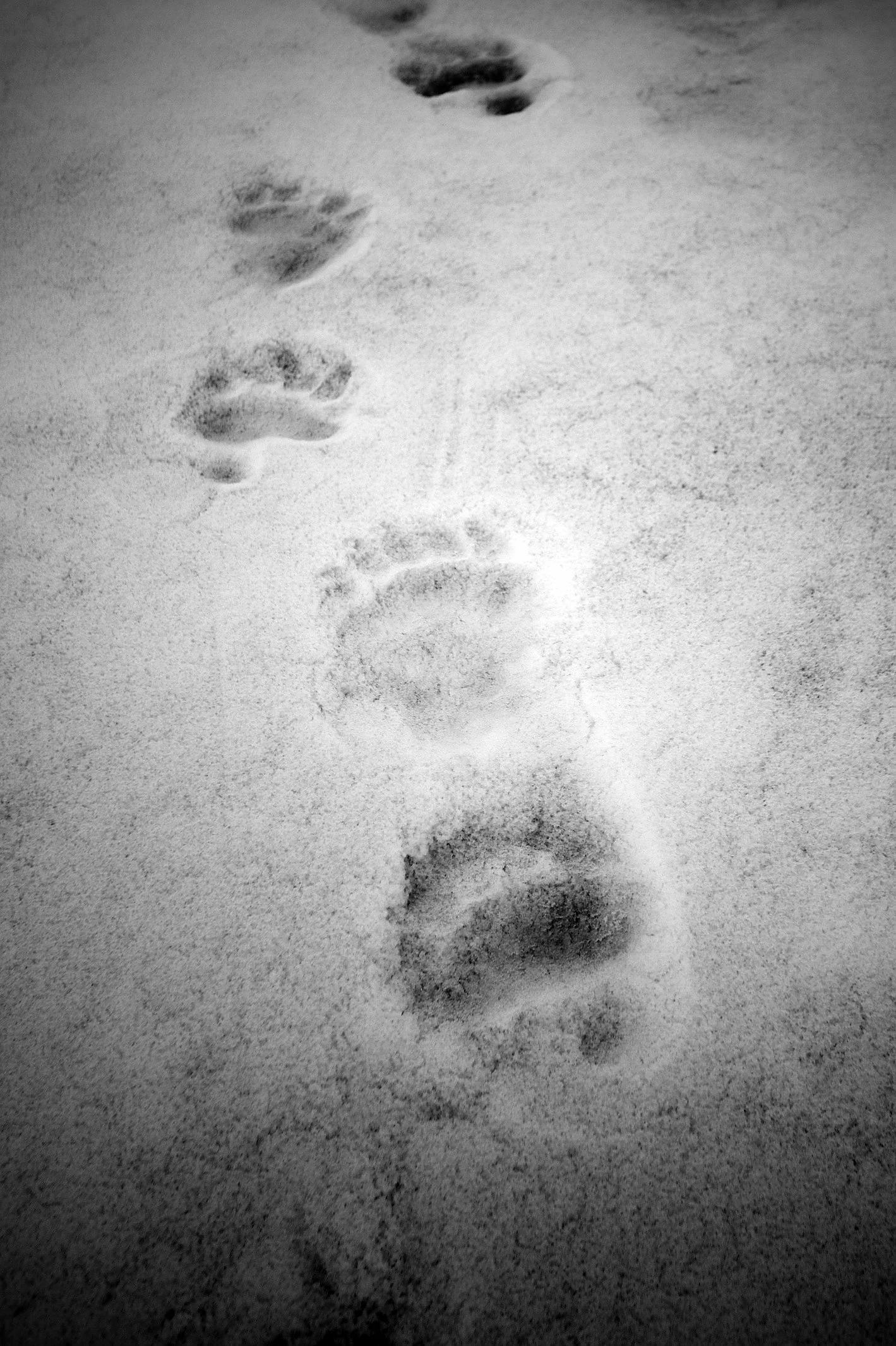 Taylor's bear paws.jpg