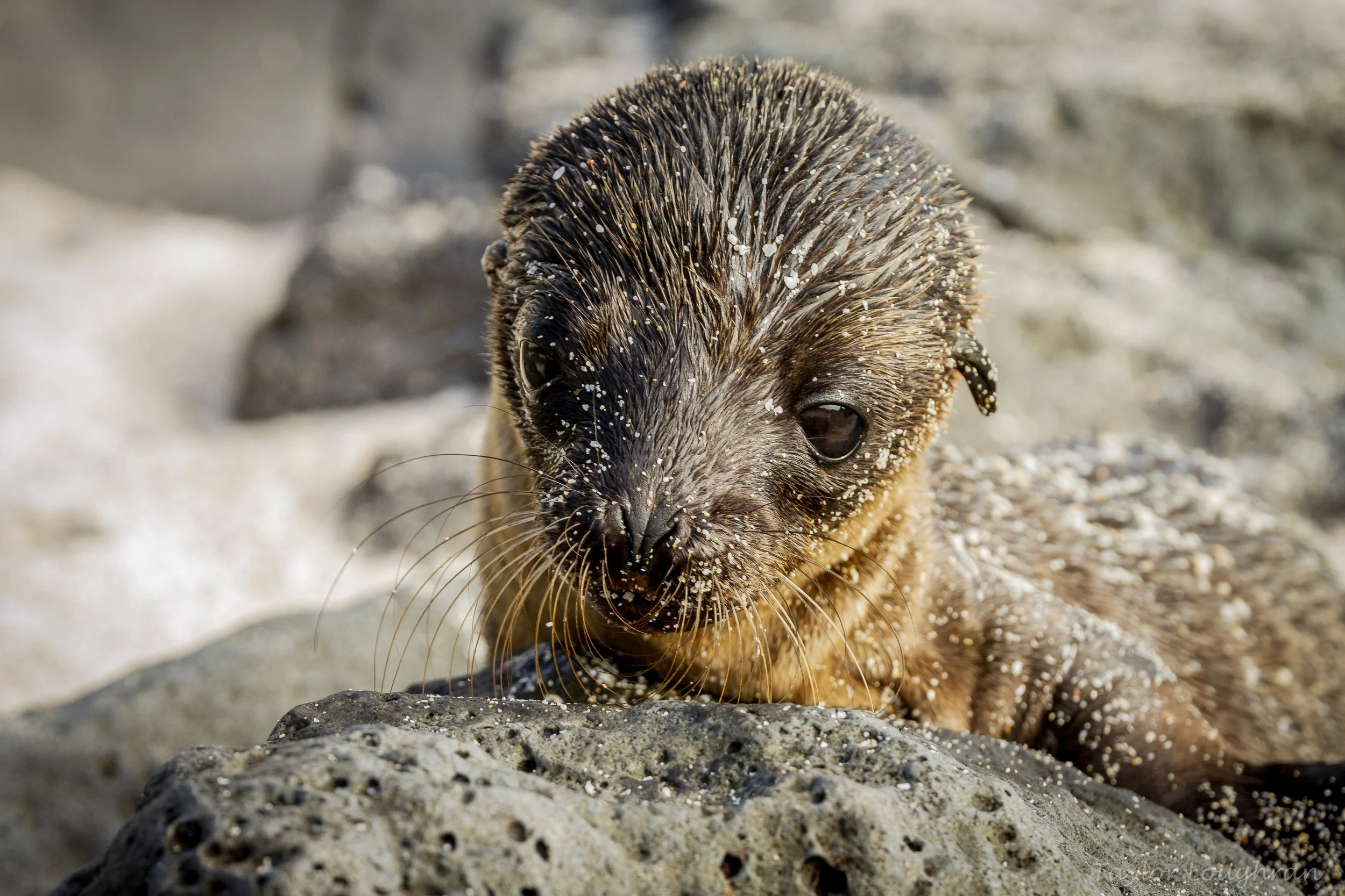 Galapagos_baby_sealion_2019.jpg