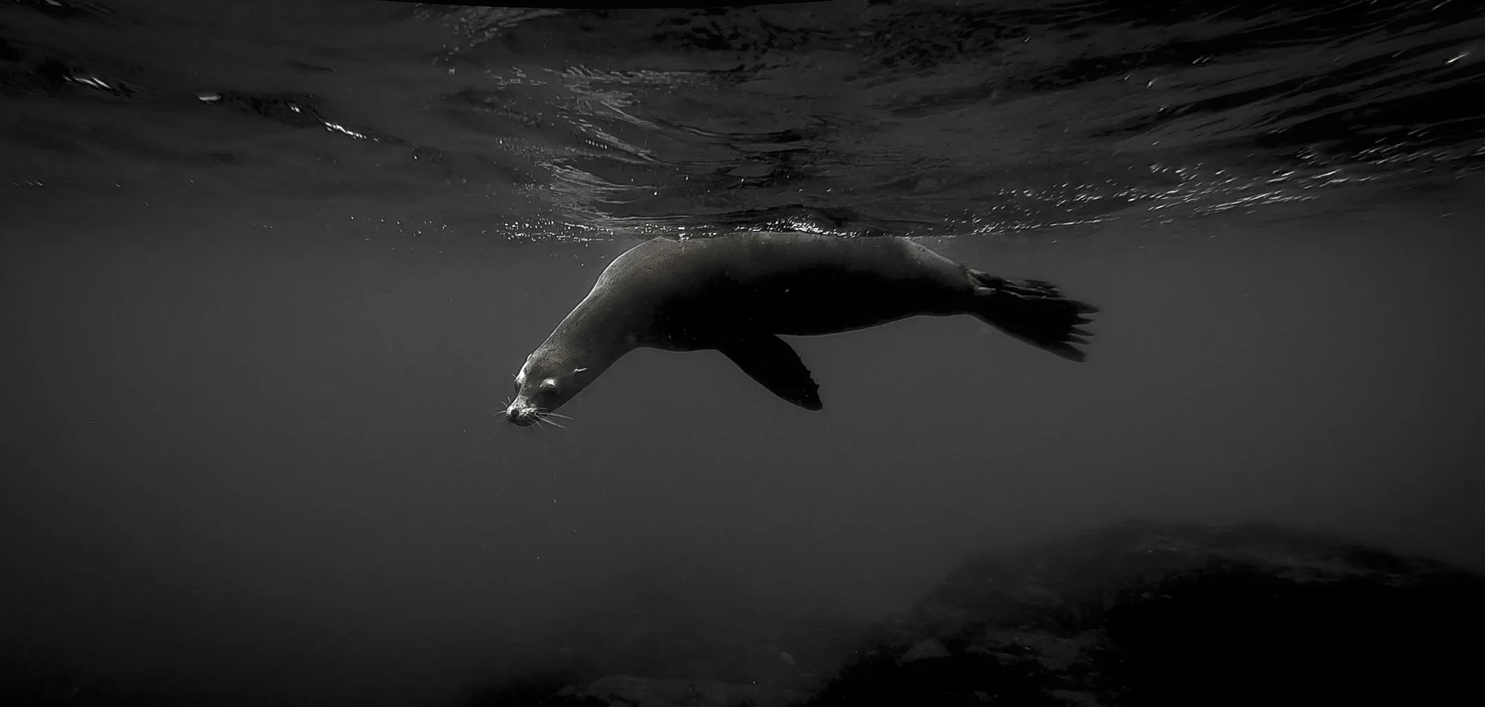 Galapagos_Sea_lion_swimming_2019-2.jpg
