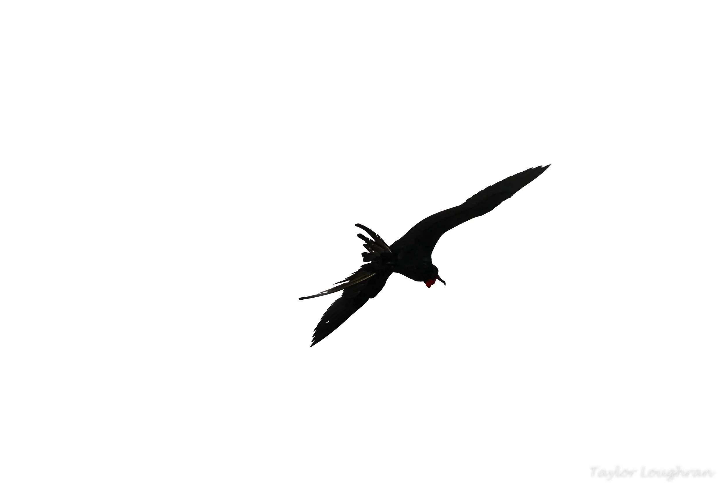 Galapagos_frigatebrid_BW.jpg
