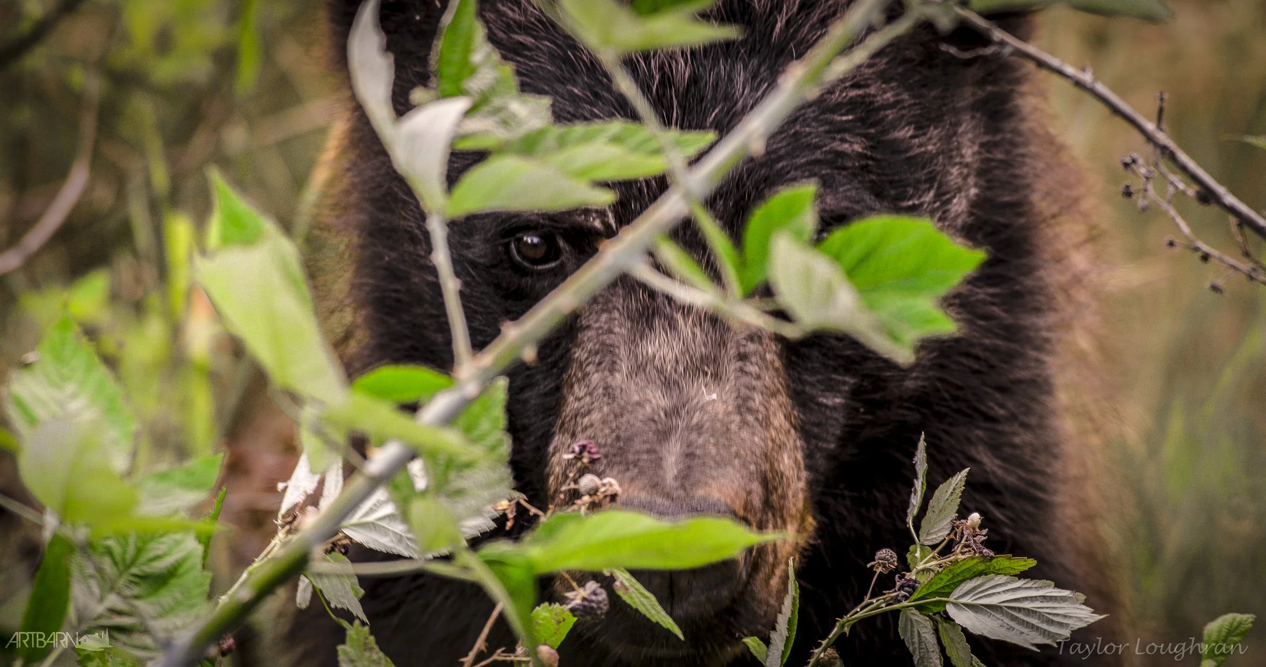 bear spring 2019.jpg