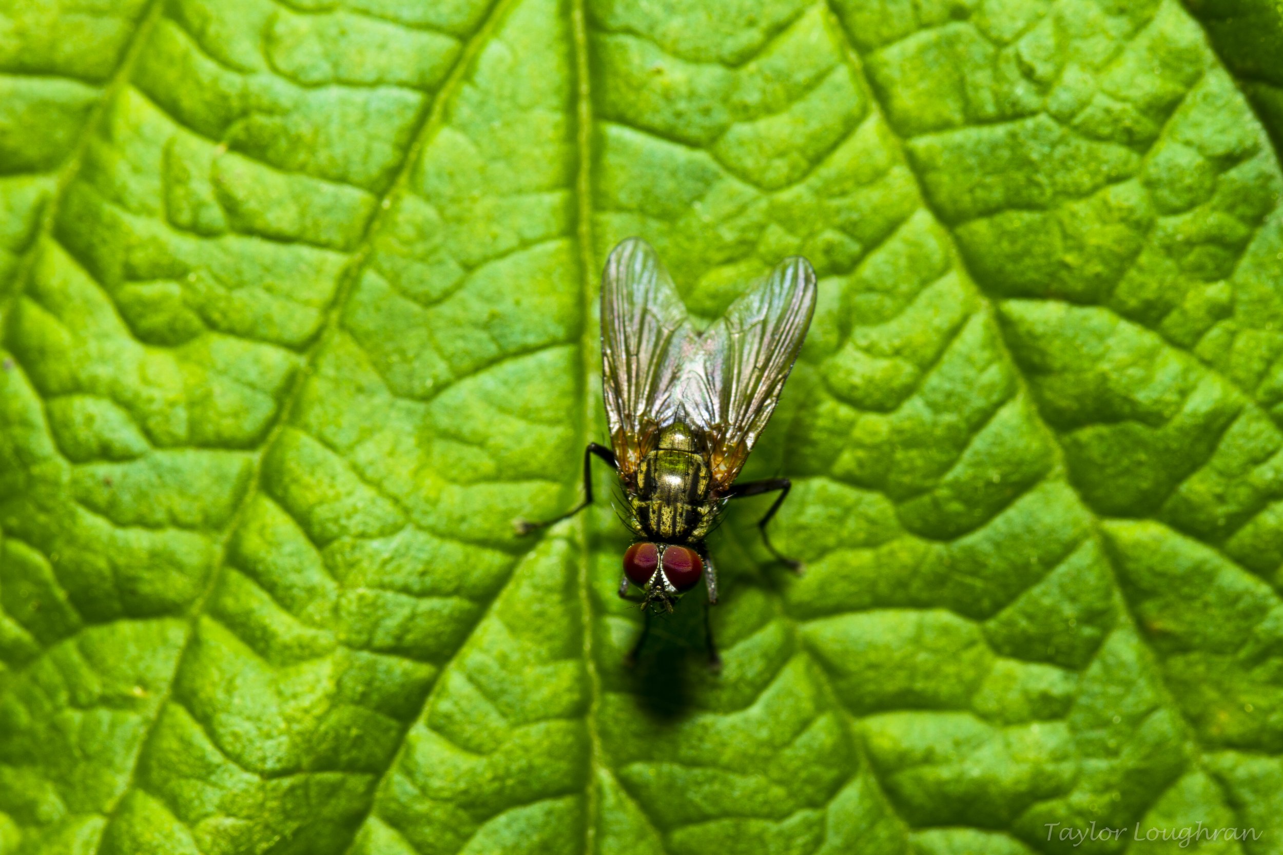 macro_fire-2.jpg