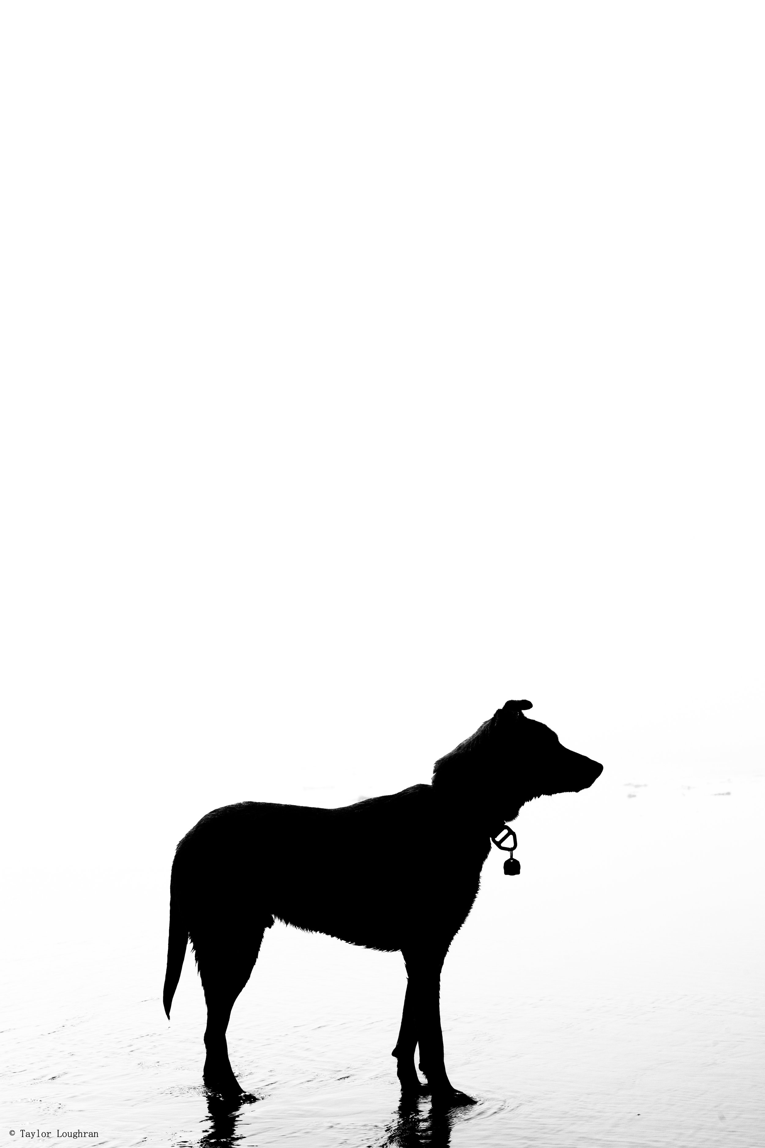 Frankie_tofino-1.jpg