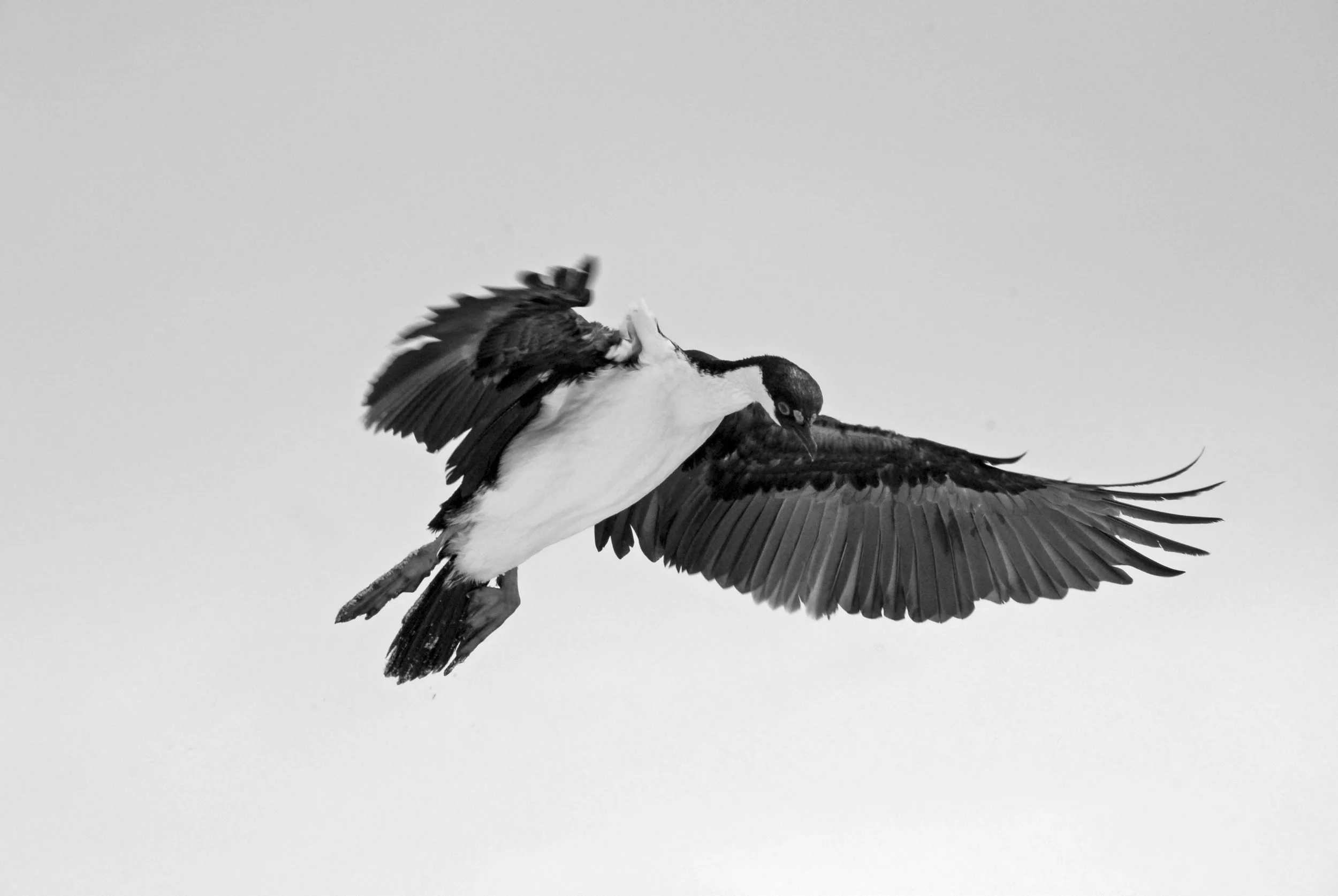 bird 1.jpg