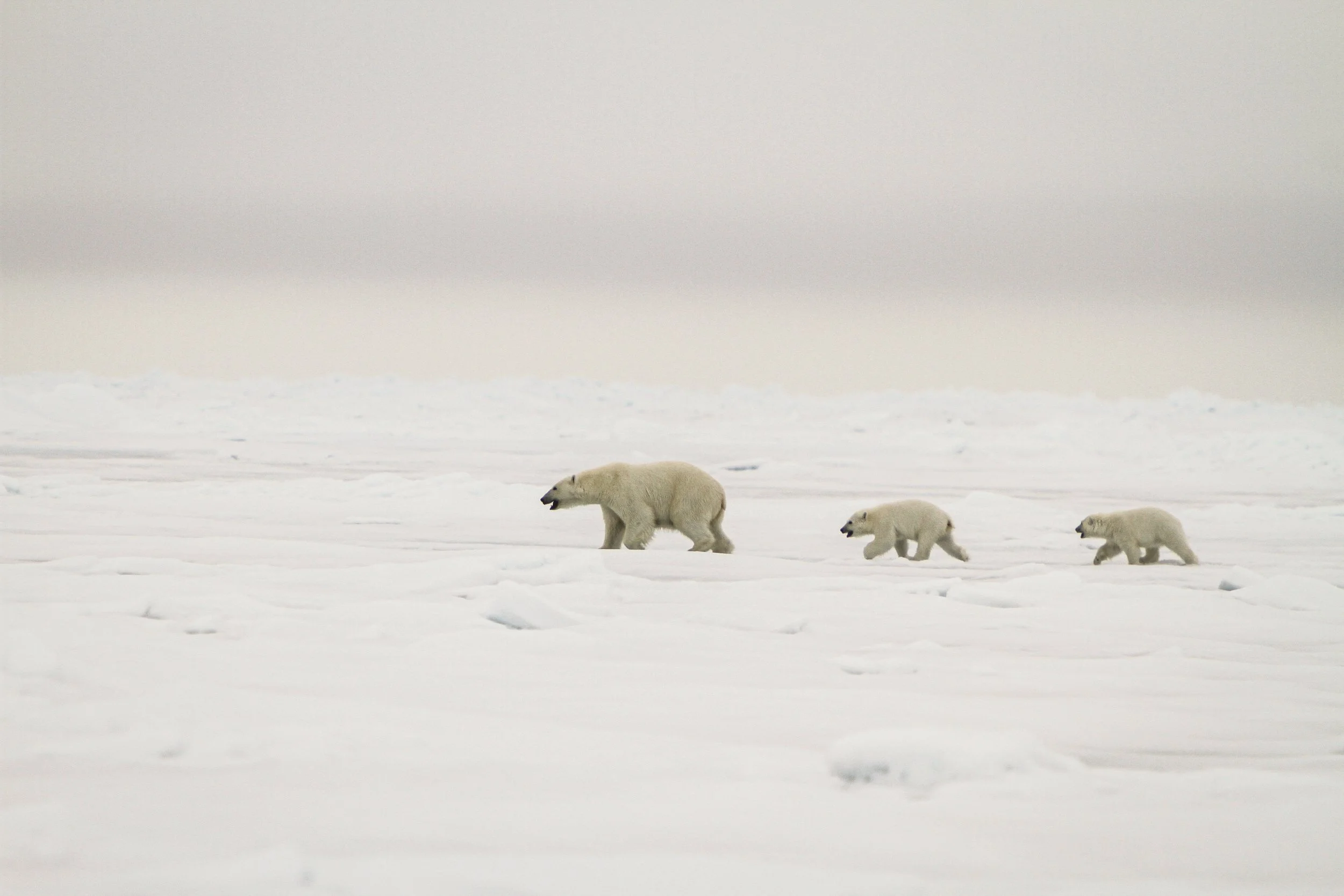 polar bears.jpg