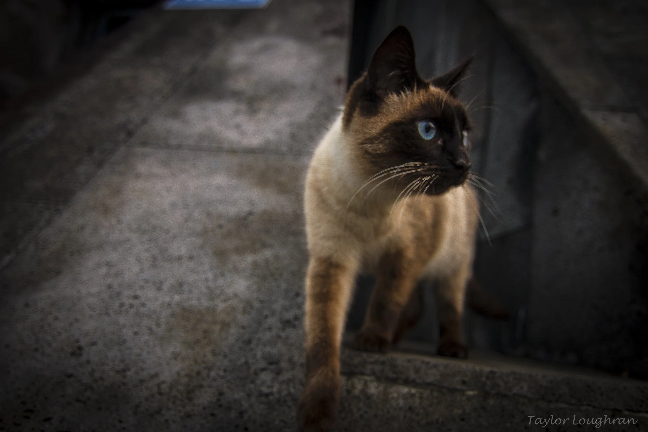 azores_cats-3.jpg