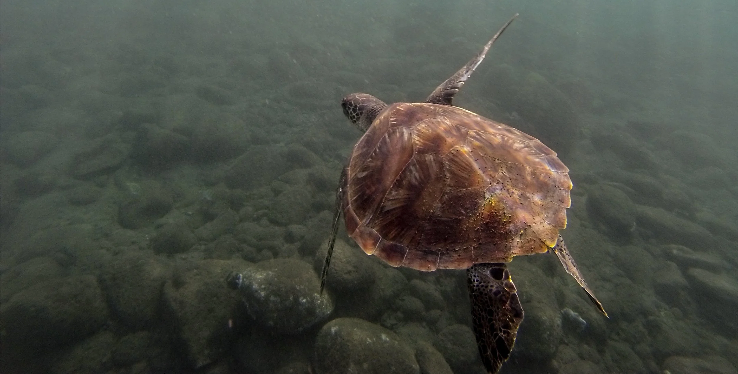 turtle-3.jpg