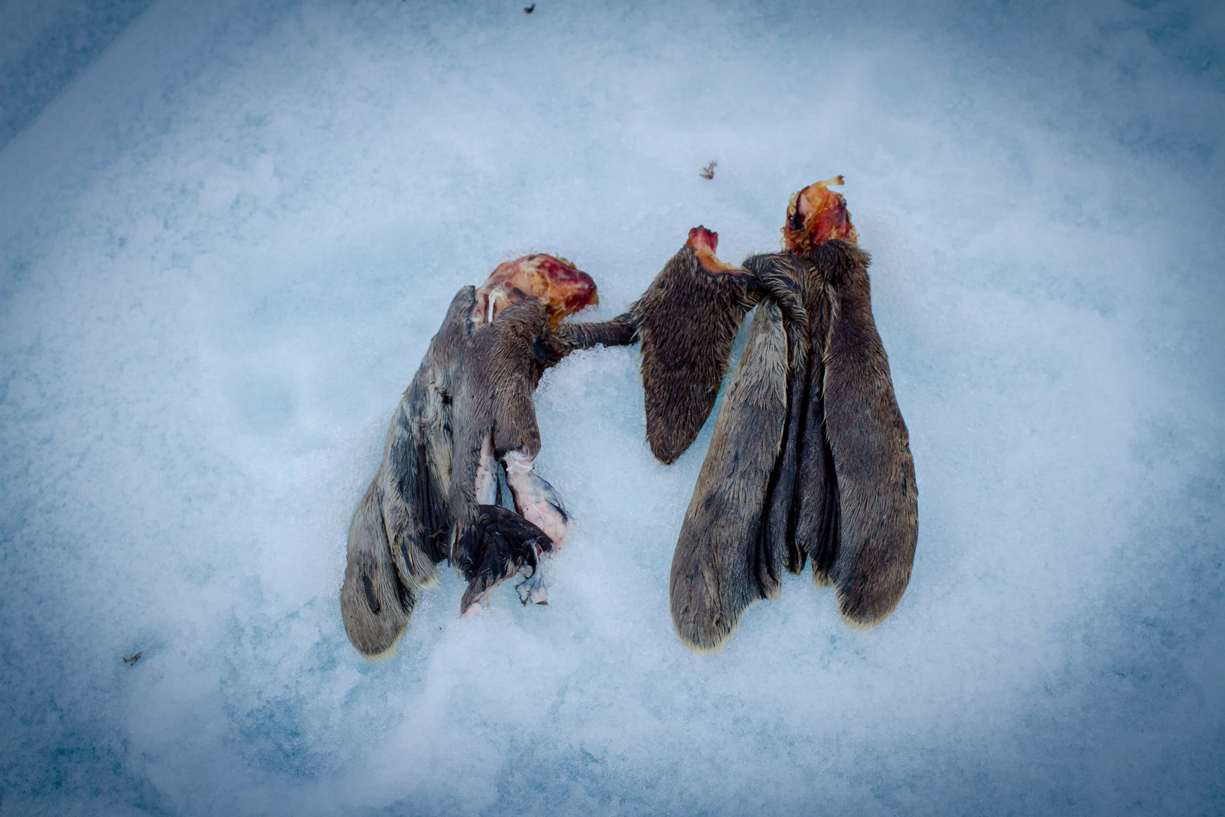 seal-flippers.jpg