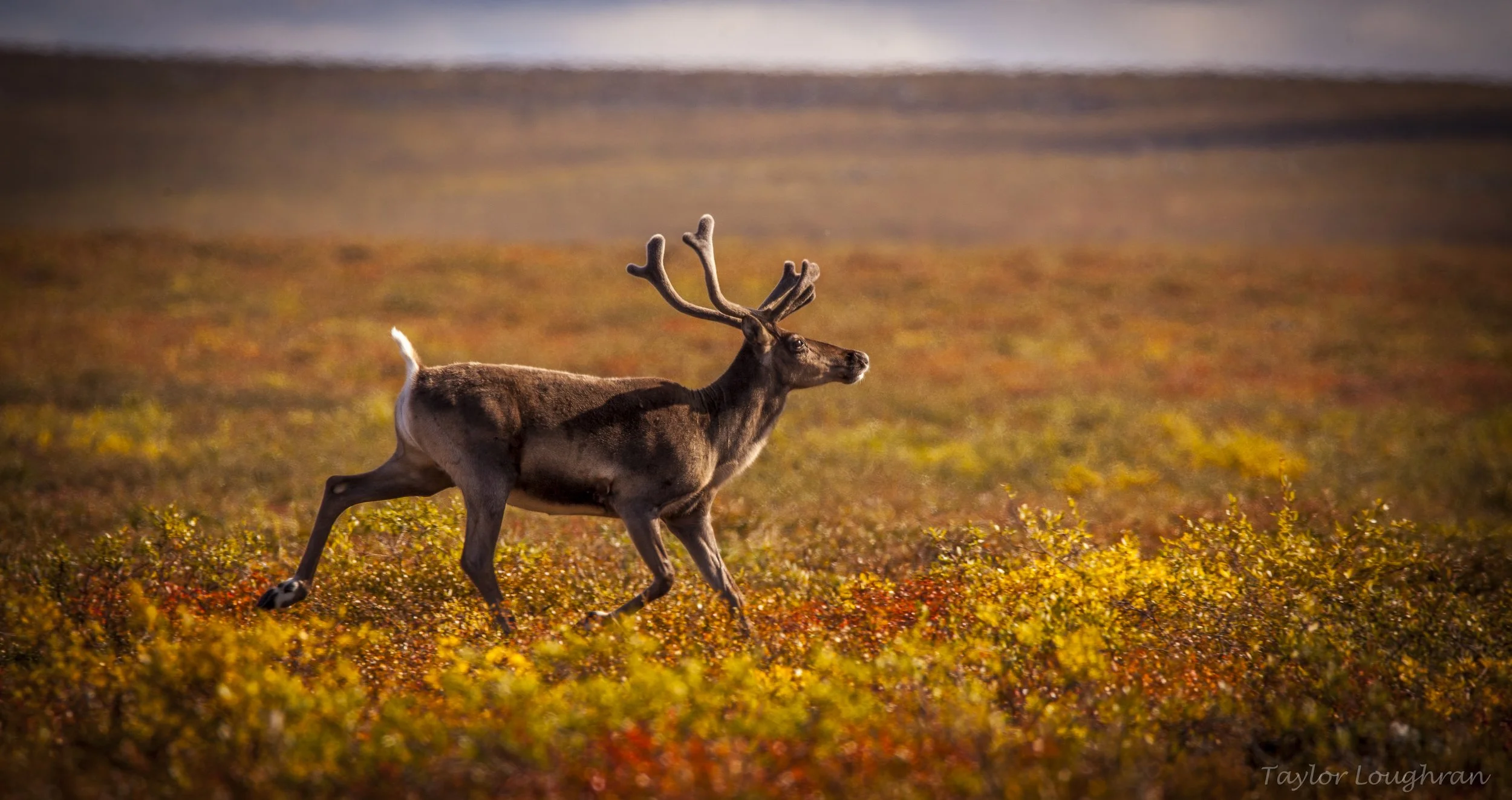 caribou-3.jpg