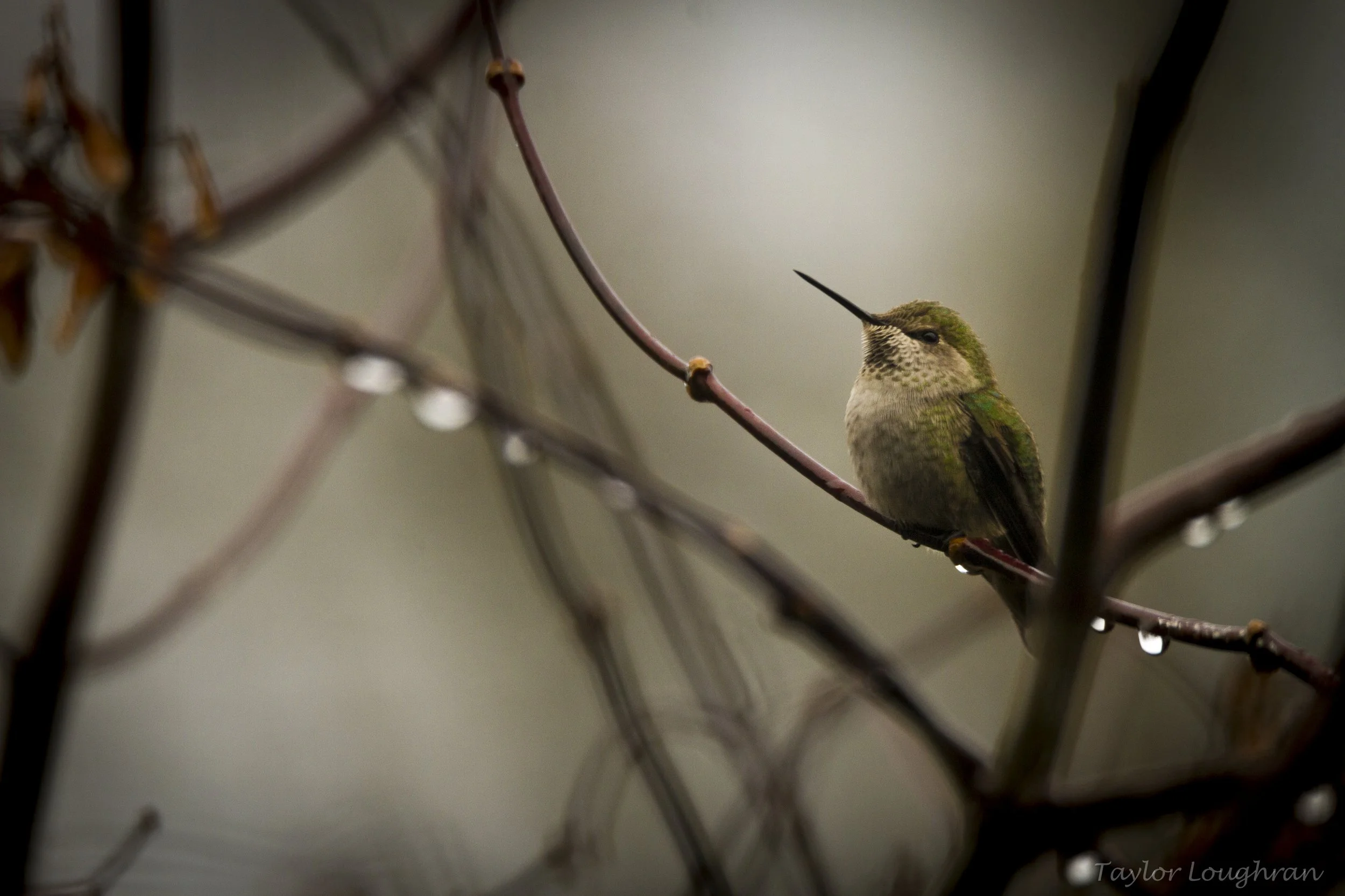 birds-2.jpg