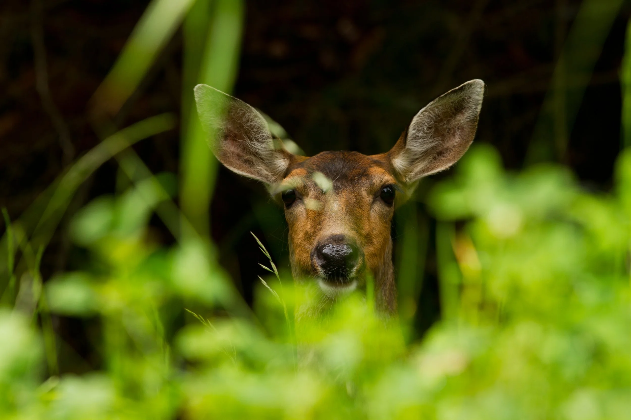 deers-3.jpg