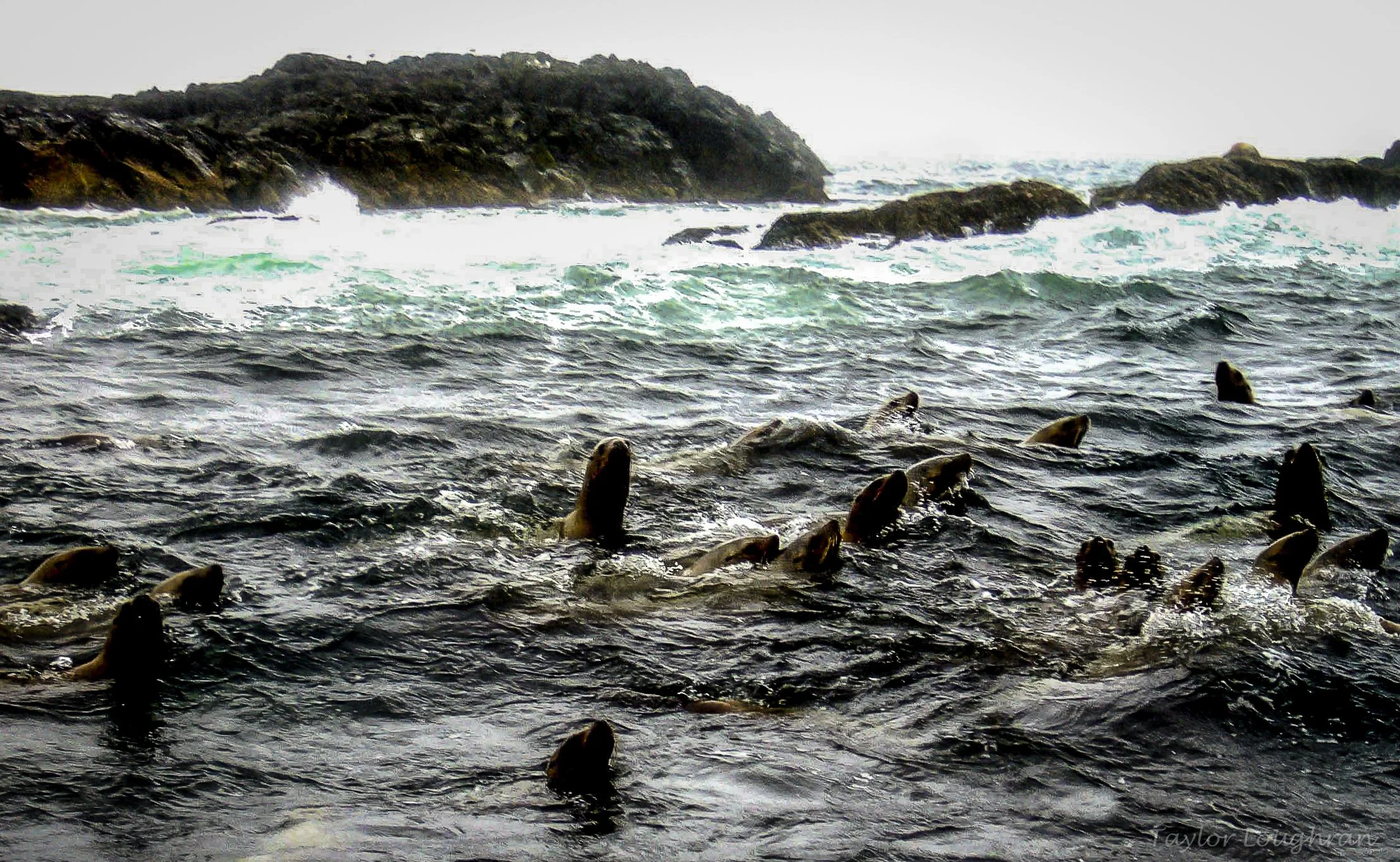 seals.jpg