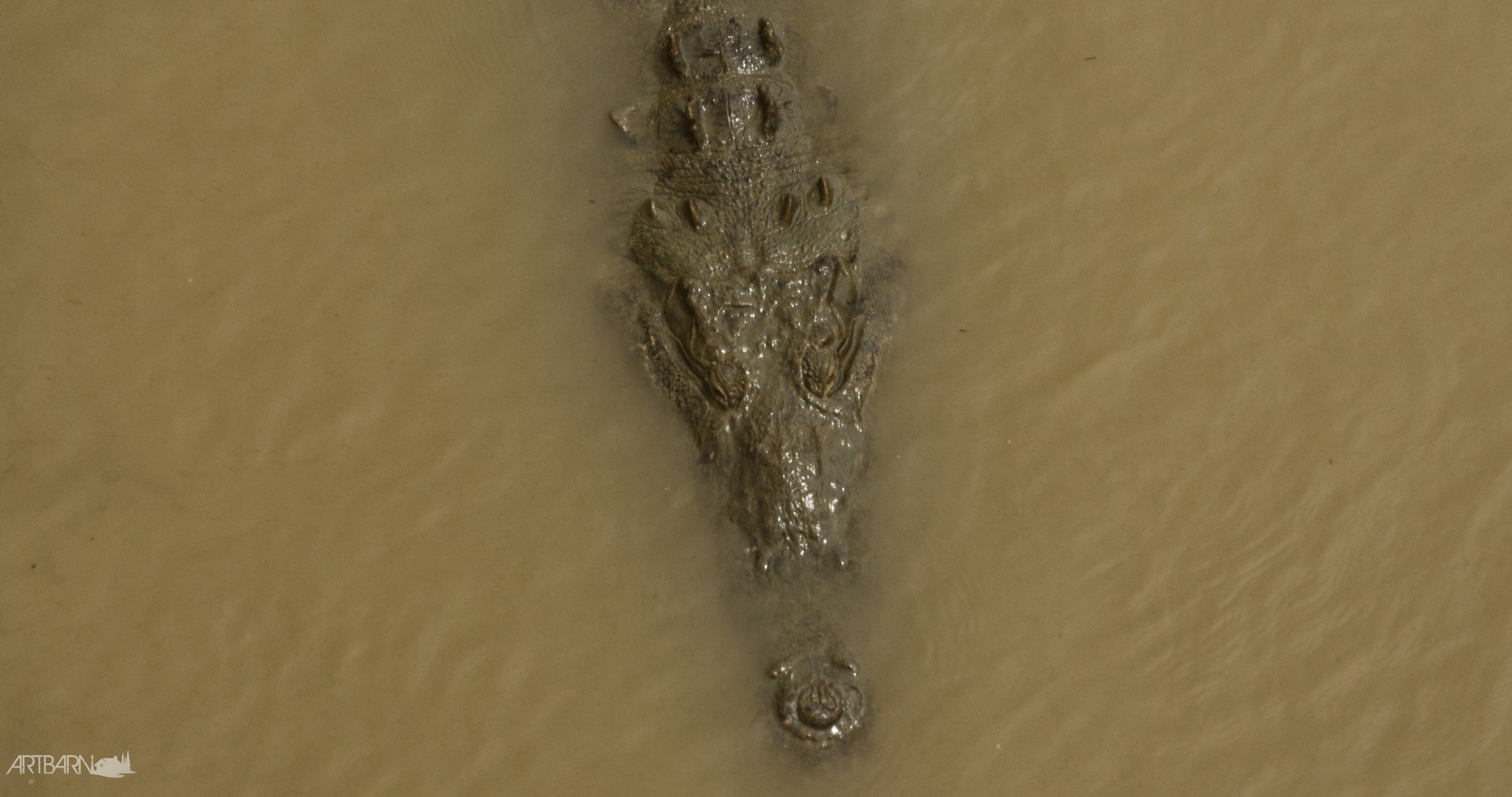 croc.jpg