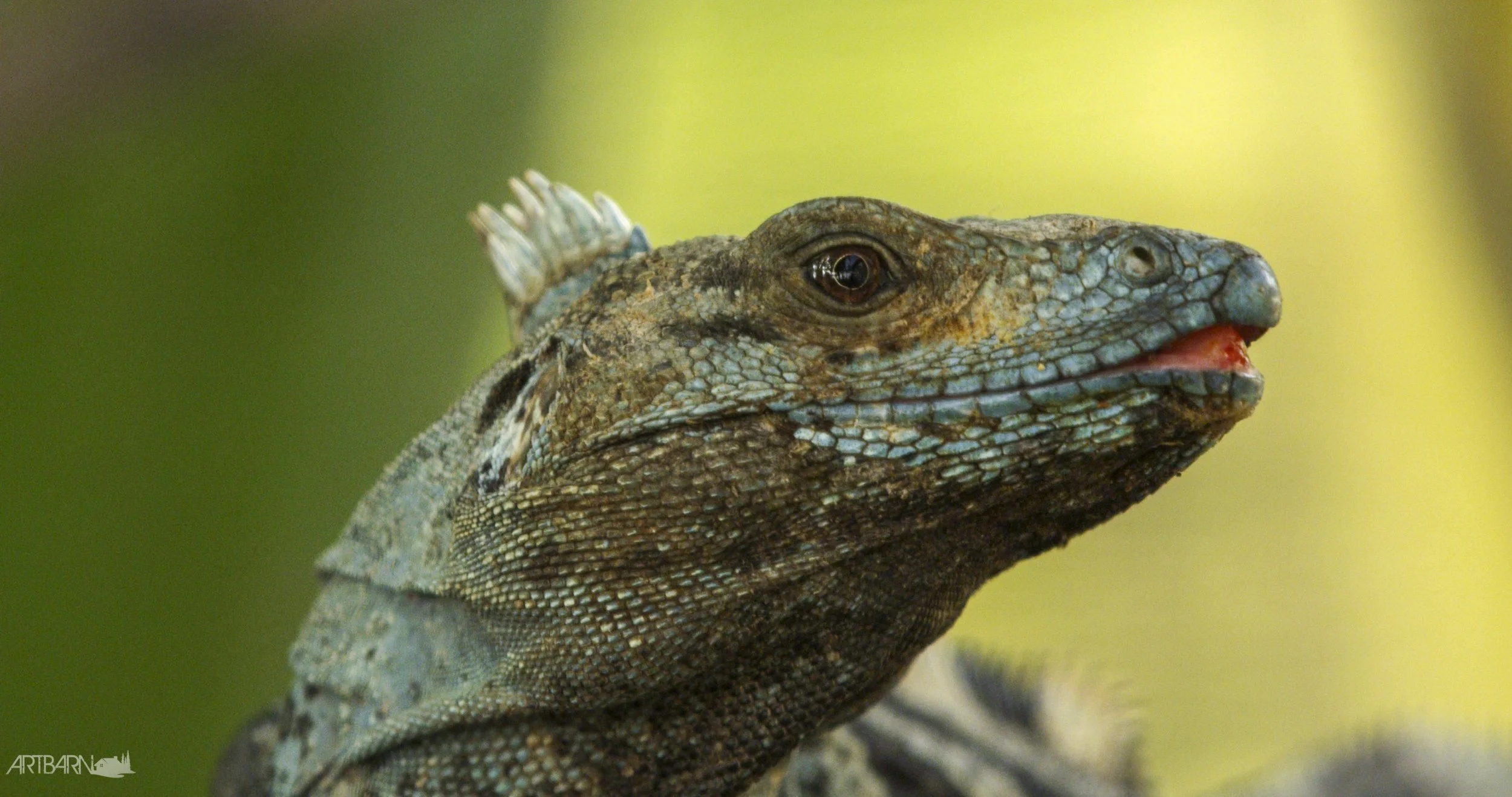 lizards_1.jpg
