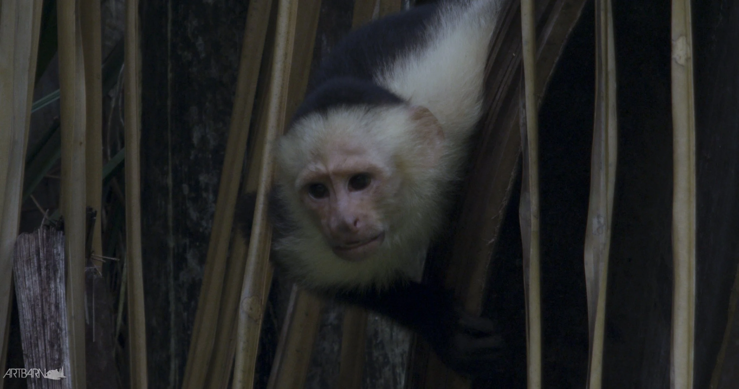 monkey_1.jpg