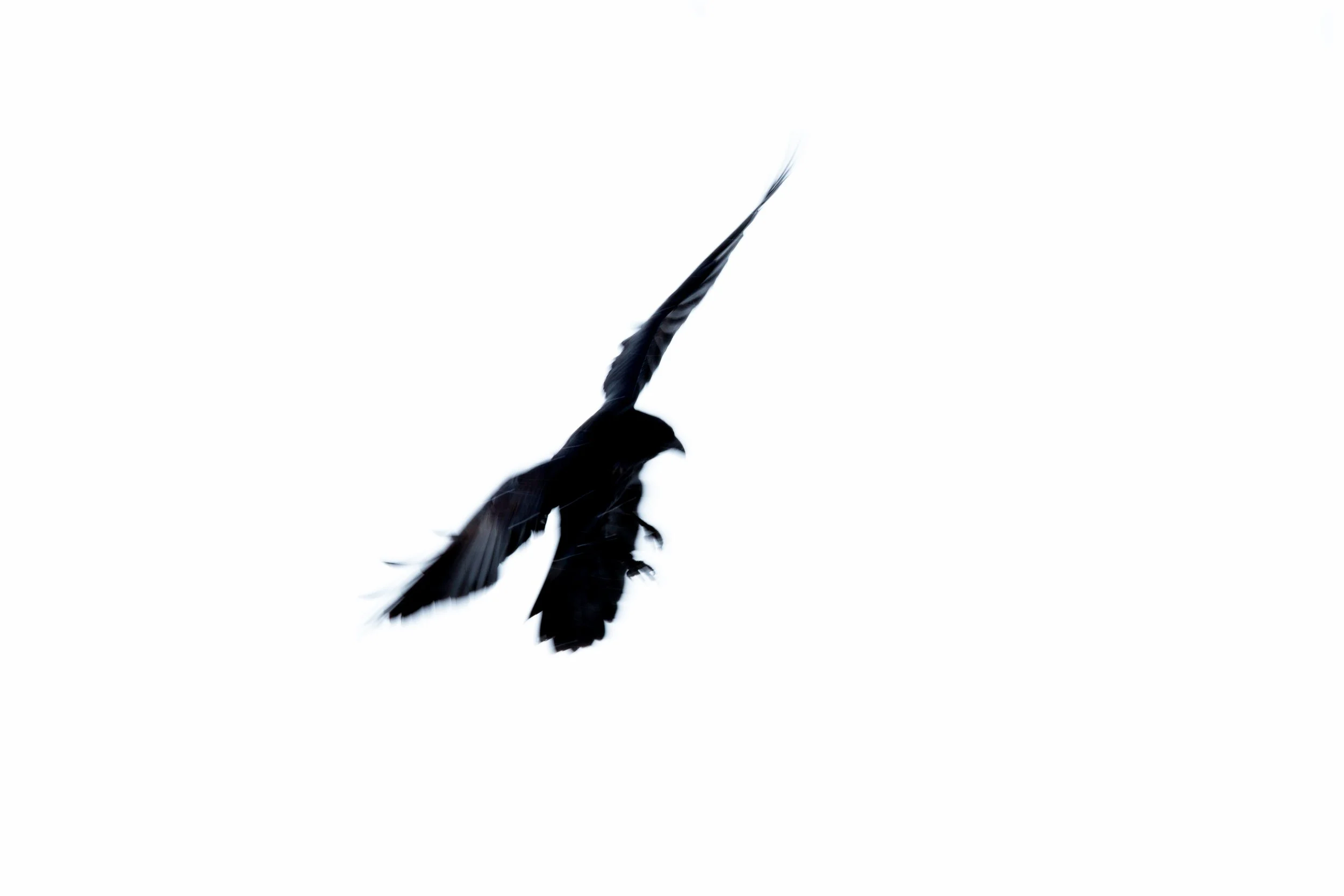 sledding_raven-7.jpg