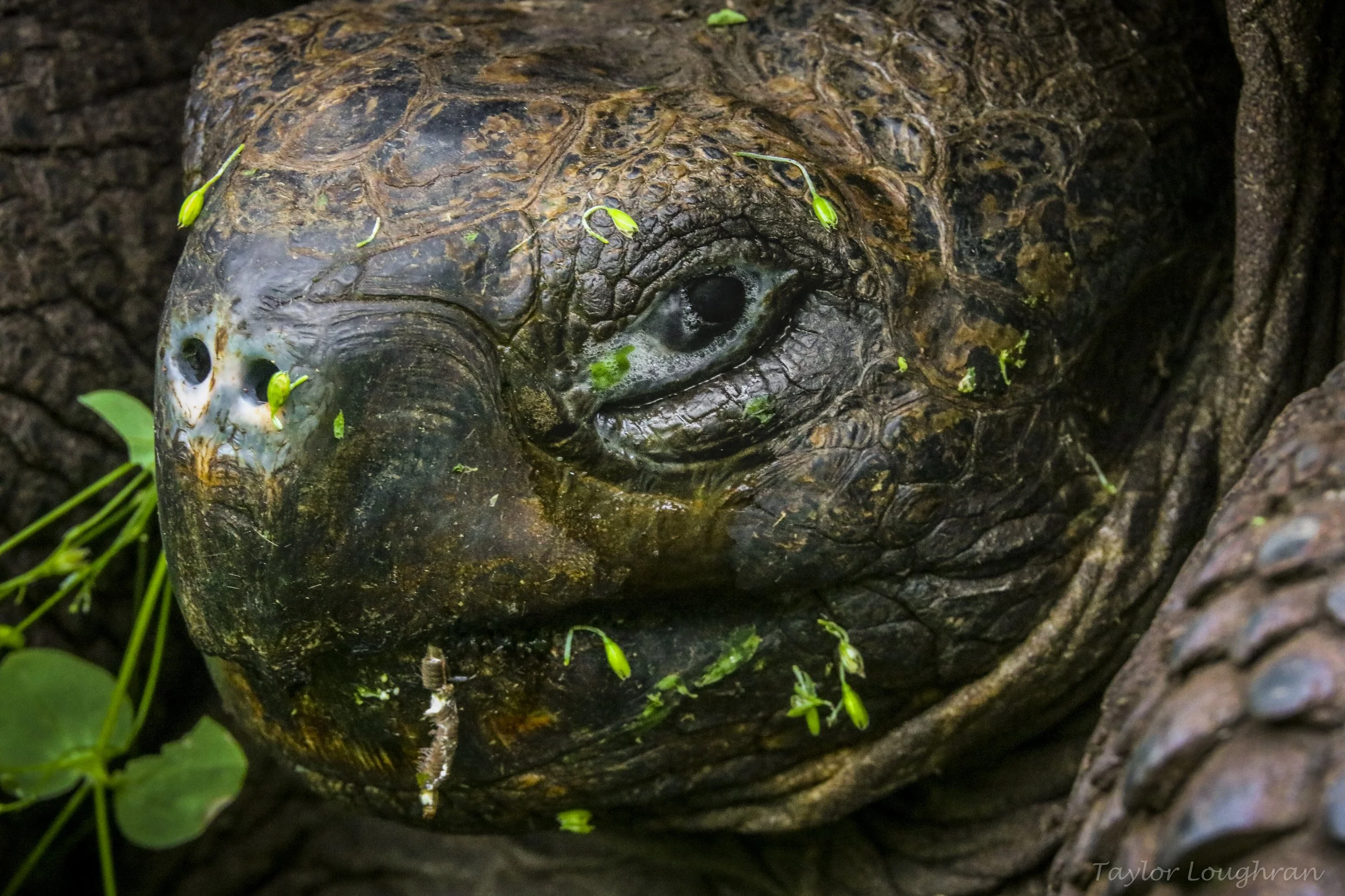 Galapagos_tortoise_2019.jpg