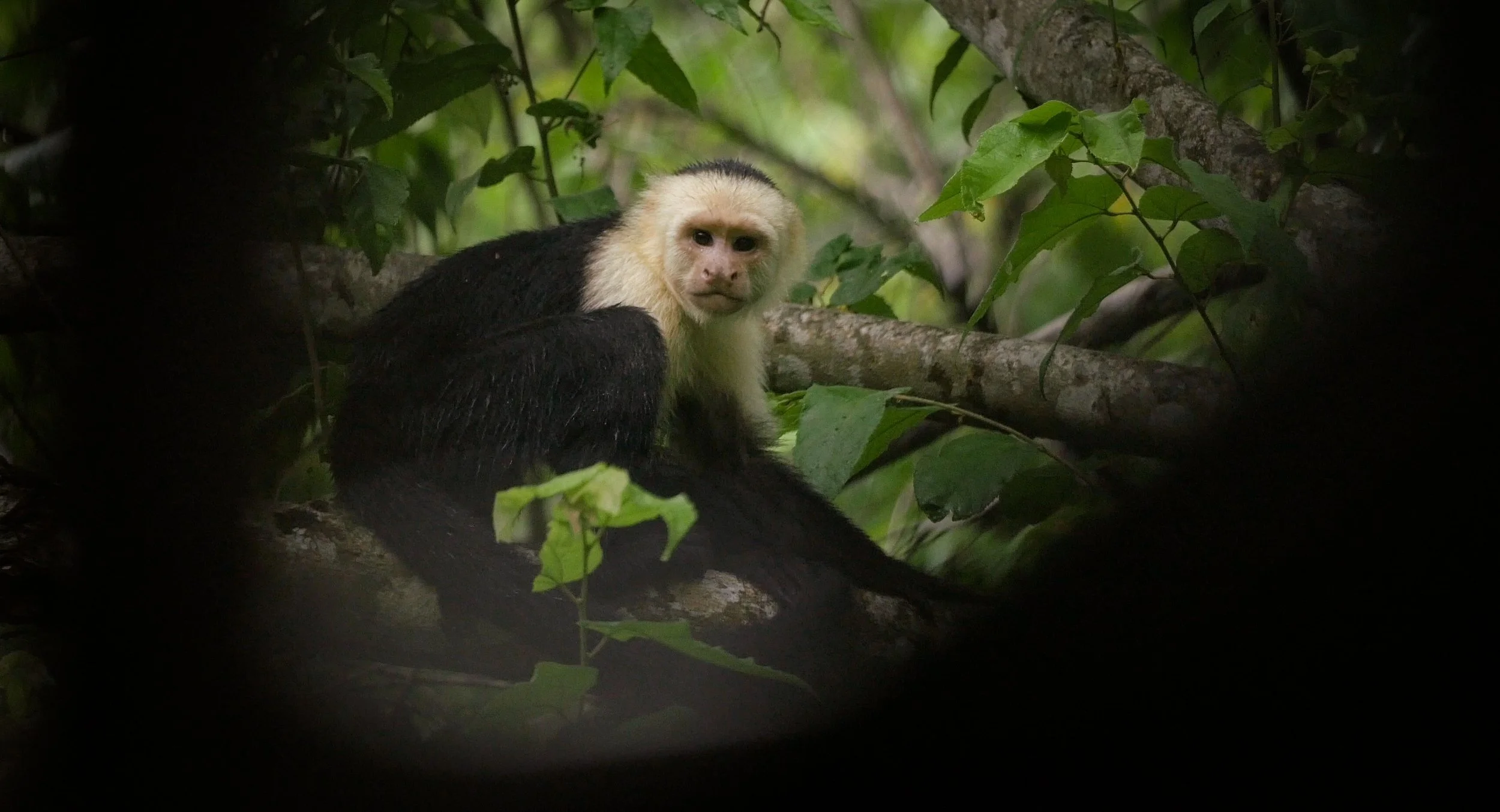monkey_costa_rica.jpg