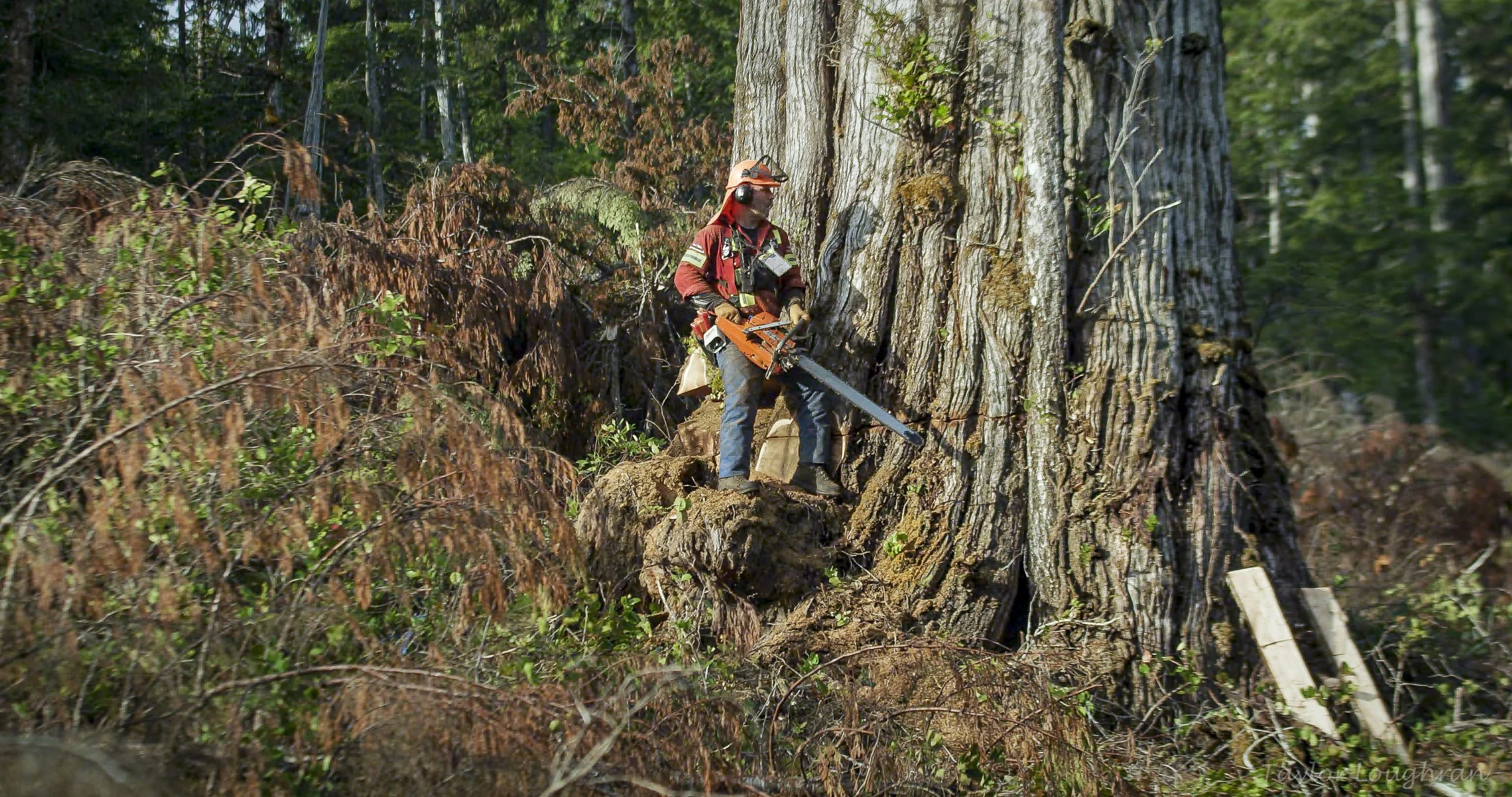 Nootka Sound Timber