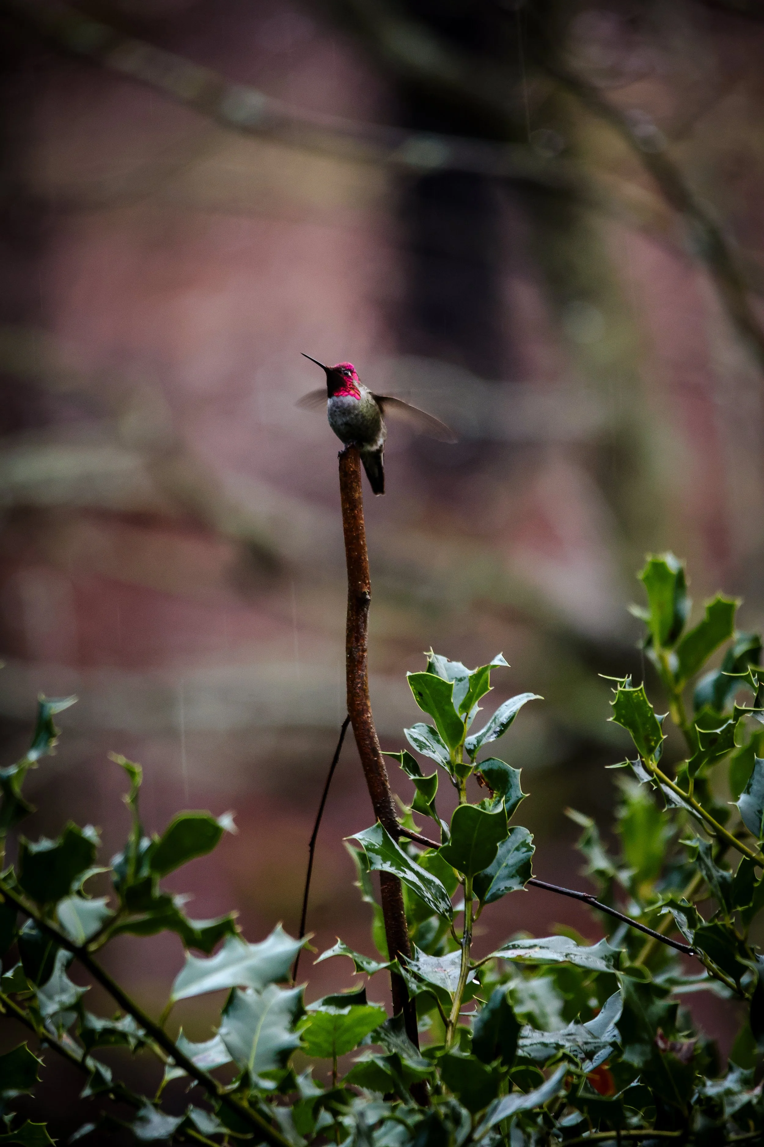 hummingbird1.jpg