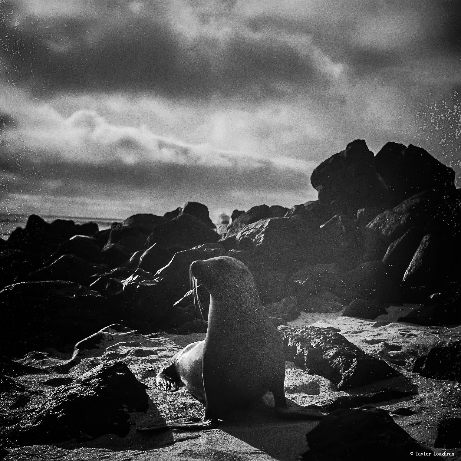 yashica_galapagos.jpg