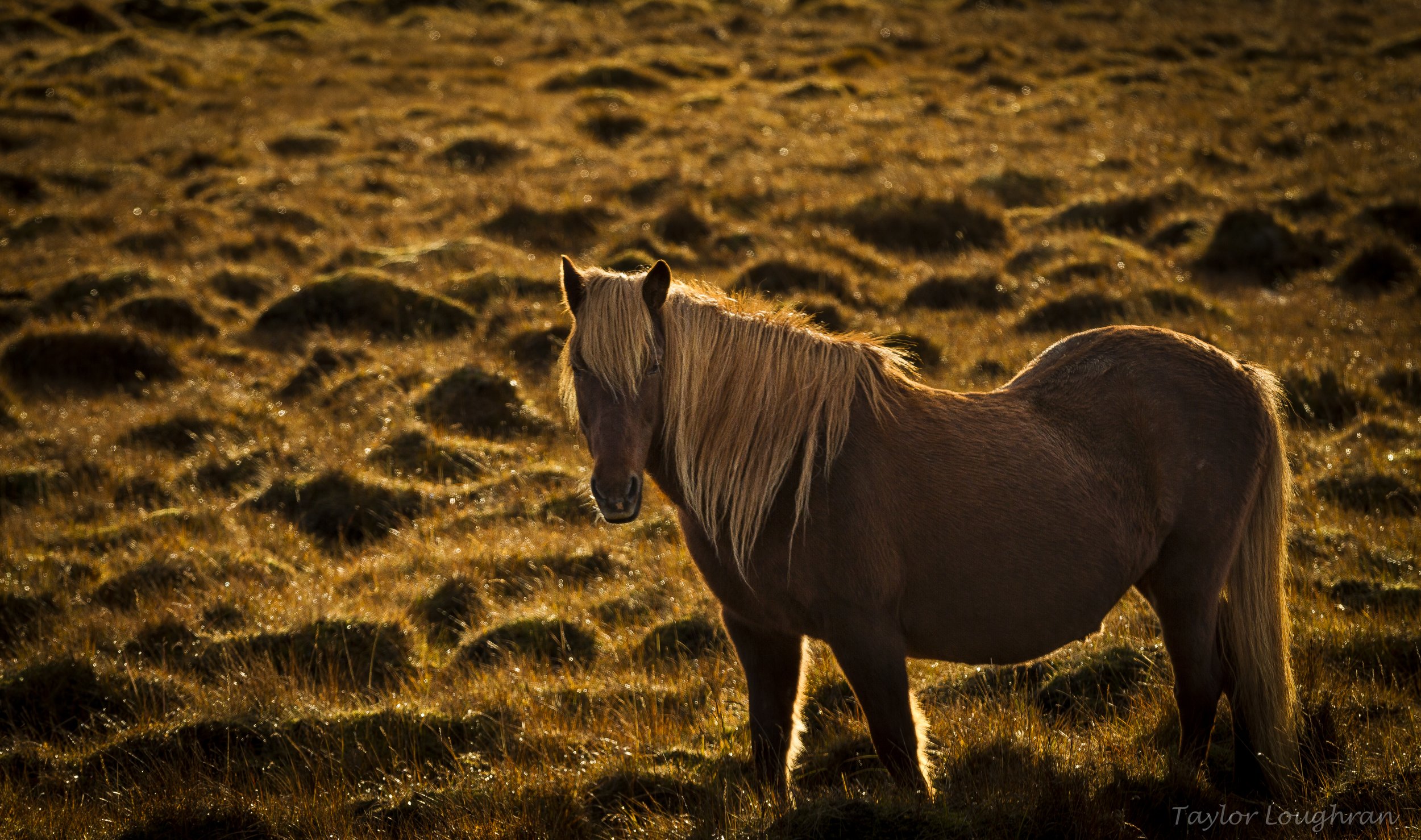 horse_iceland_qd.jpg