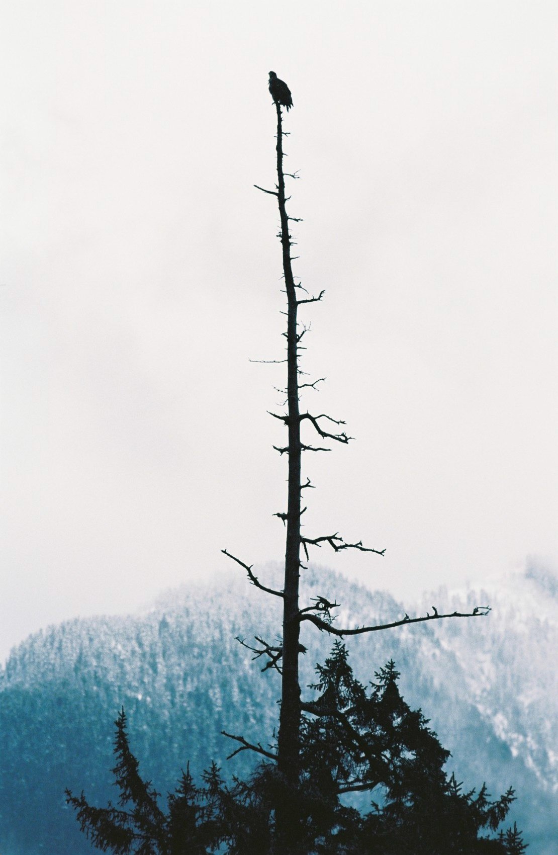 Taylor8505_26.JPG