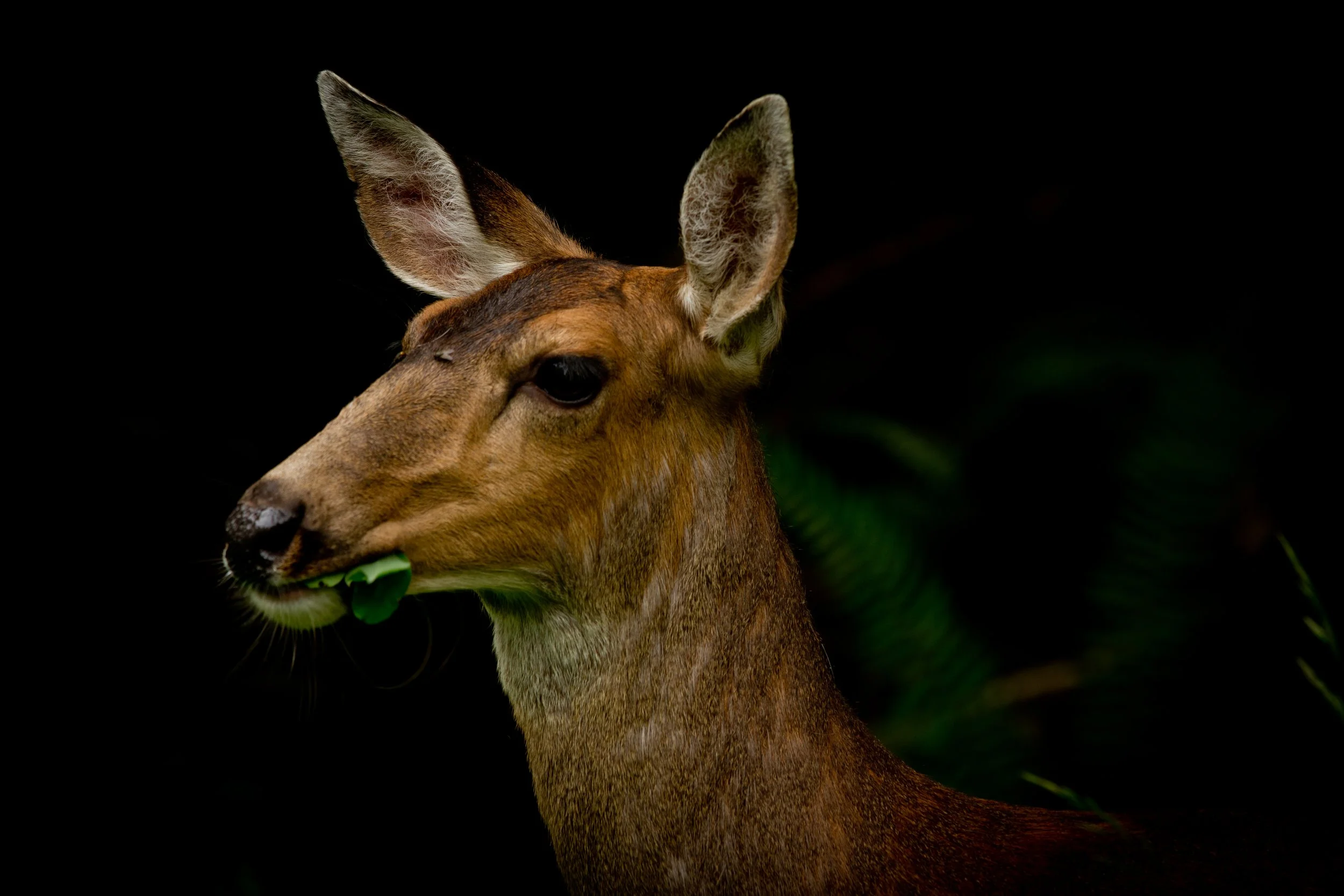 deers-4.jpg
