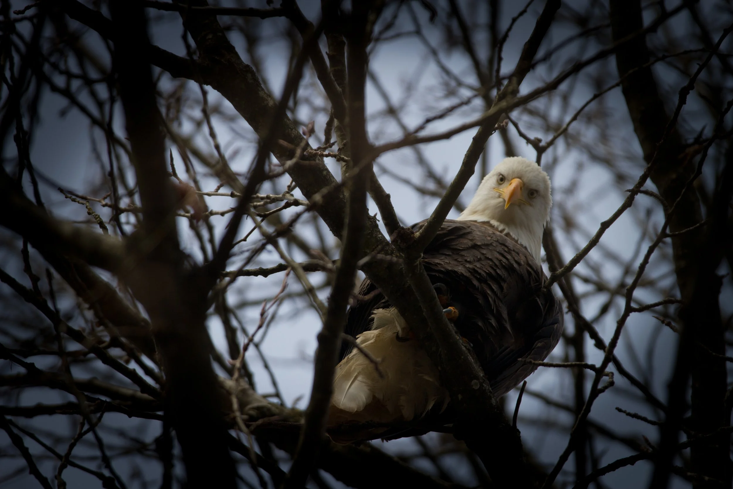 eagles_2013_1-13.jpg