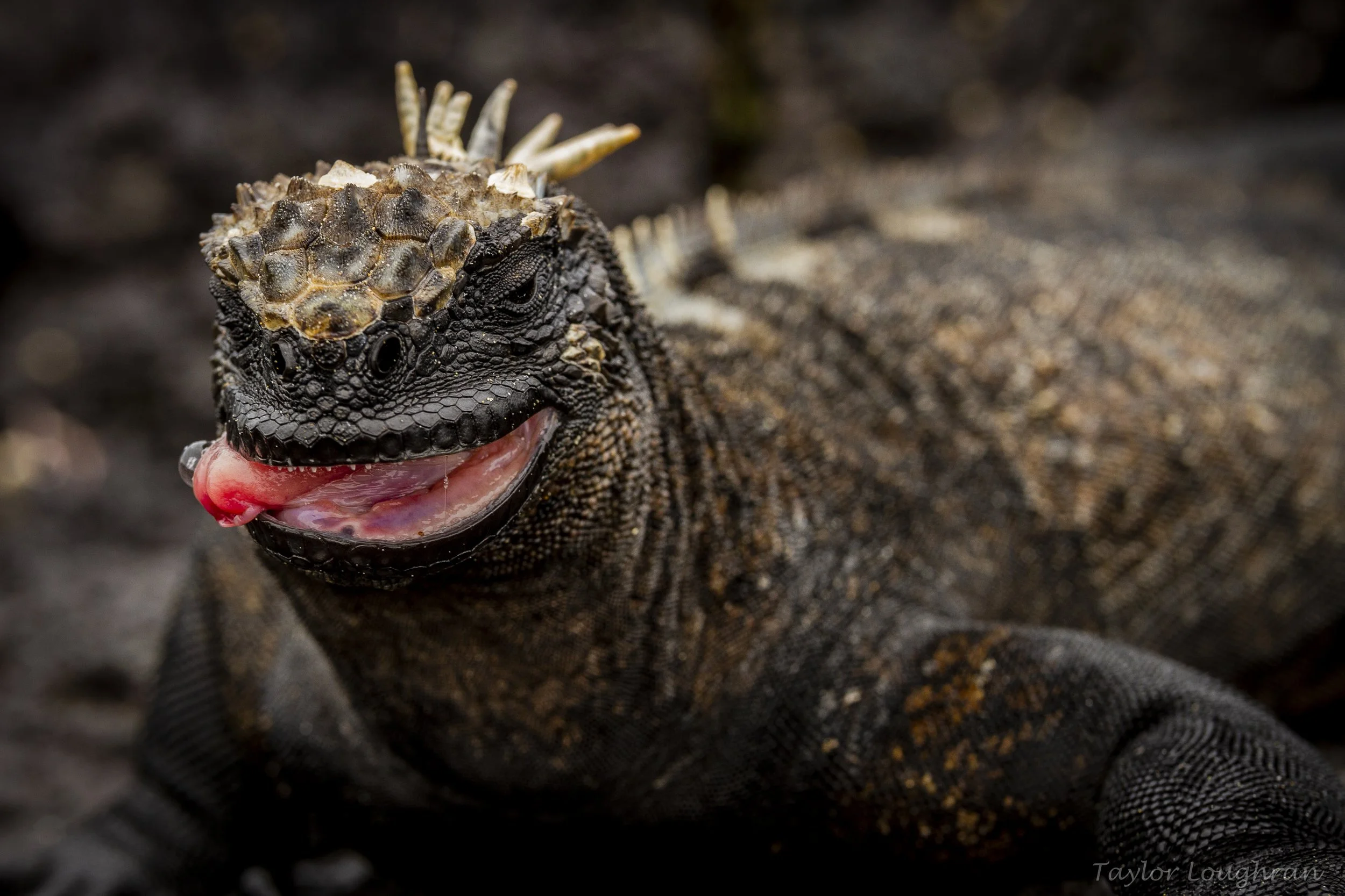Galapagos_marine_iguanal_iyatedarwin_2019-2.jpg