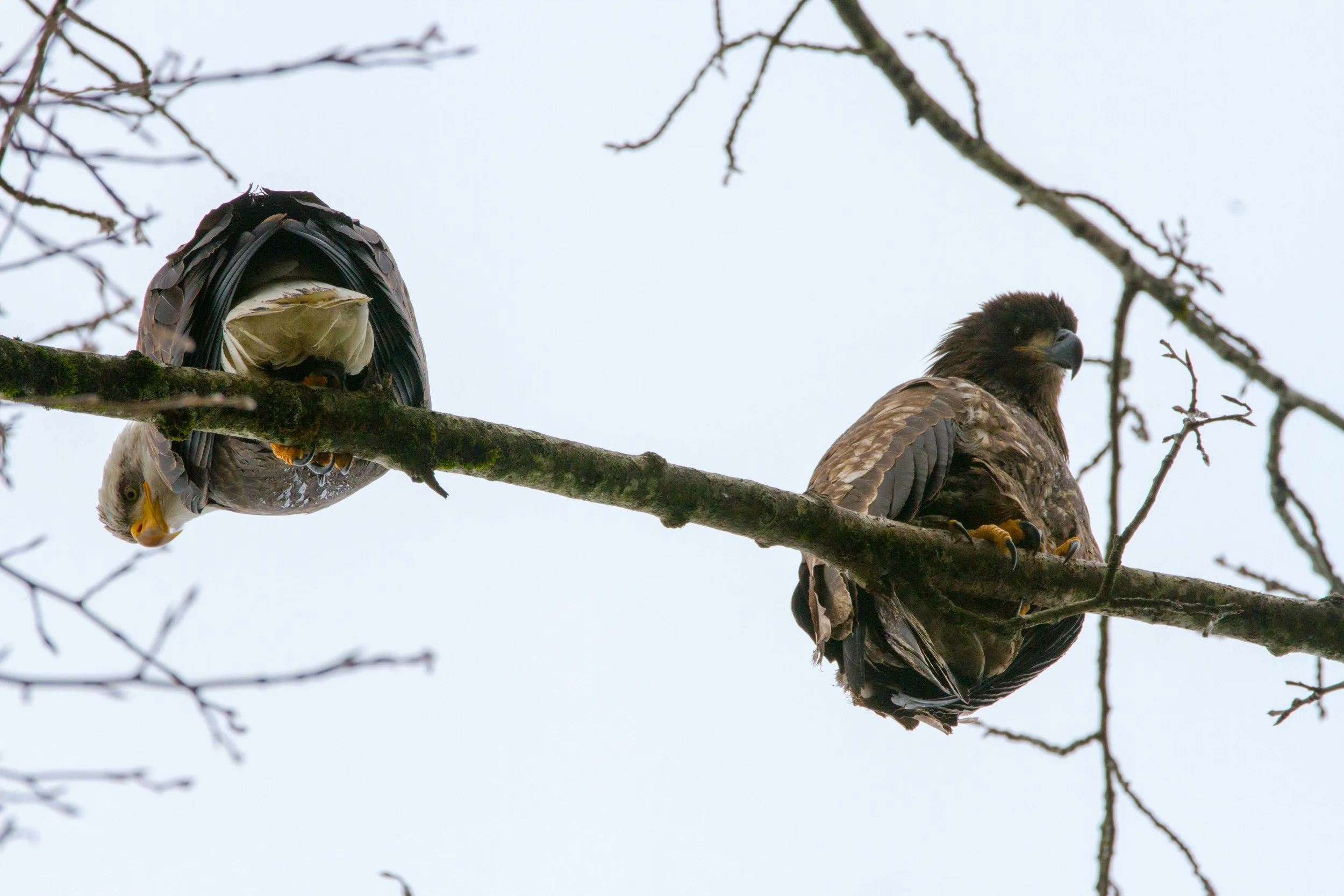 eagles_2014_1-4.jpg
