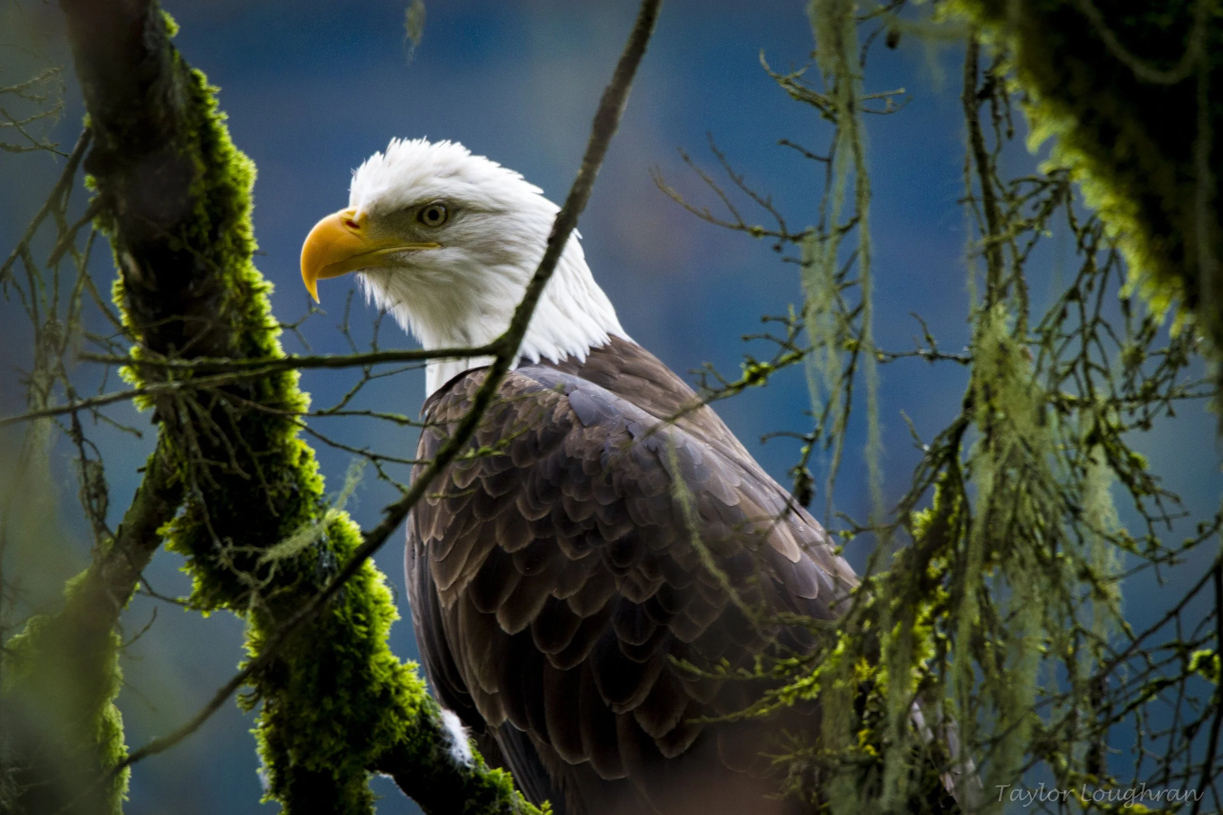 eagle.jpg