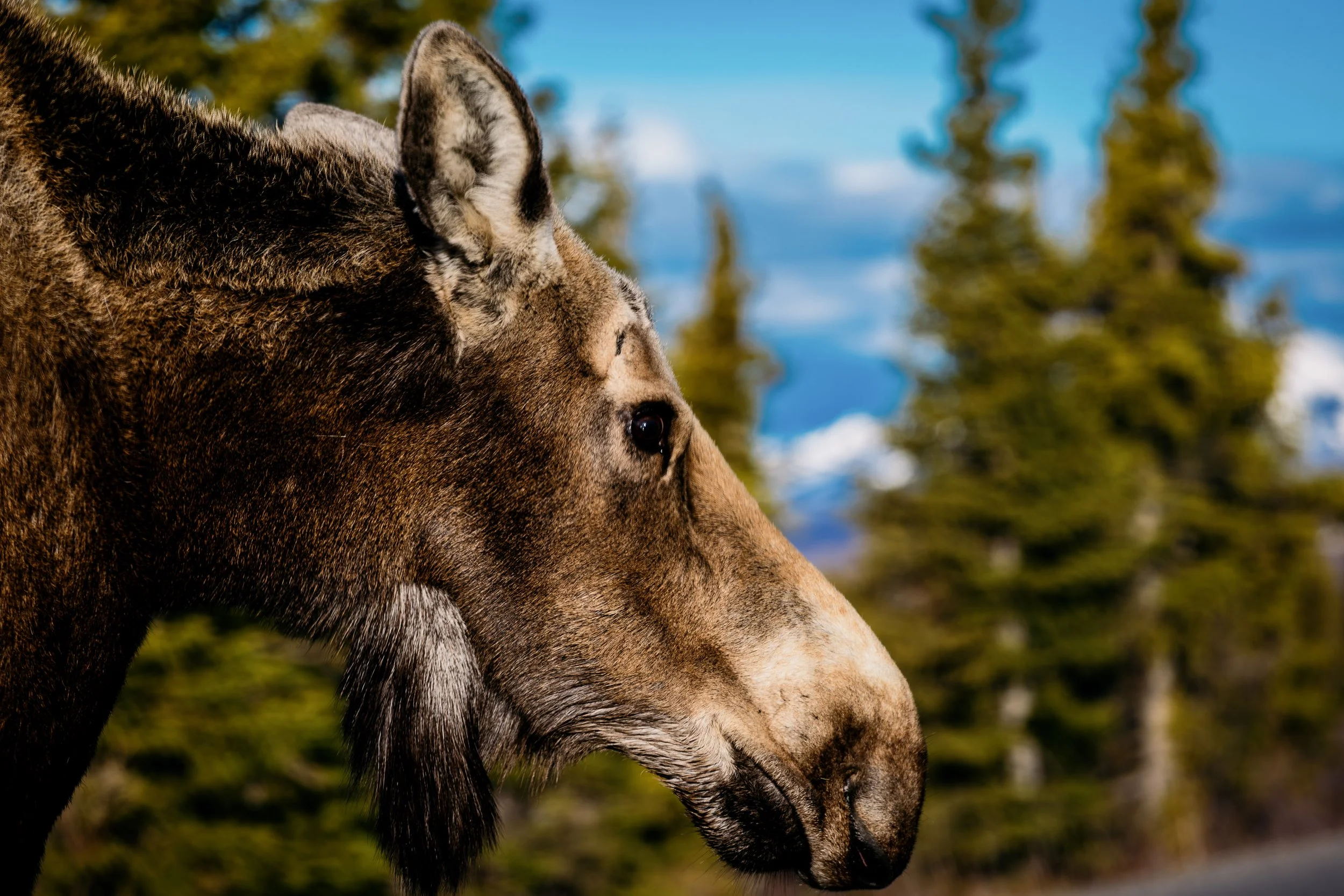 Alaska_26_-77.jpg