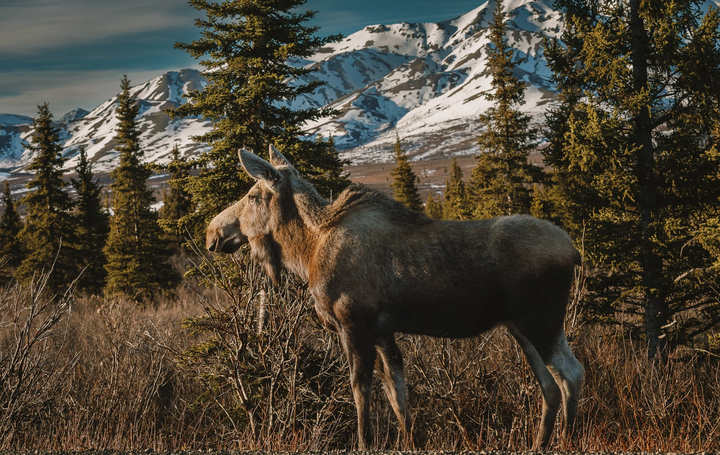 Alaska_26_-76.jpg