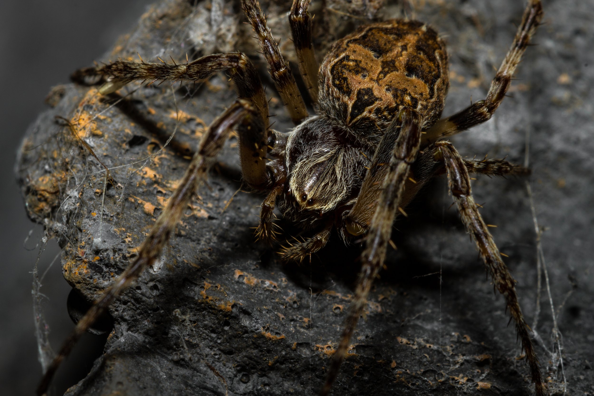 macro_spider.jpg