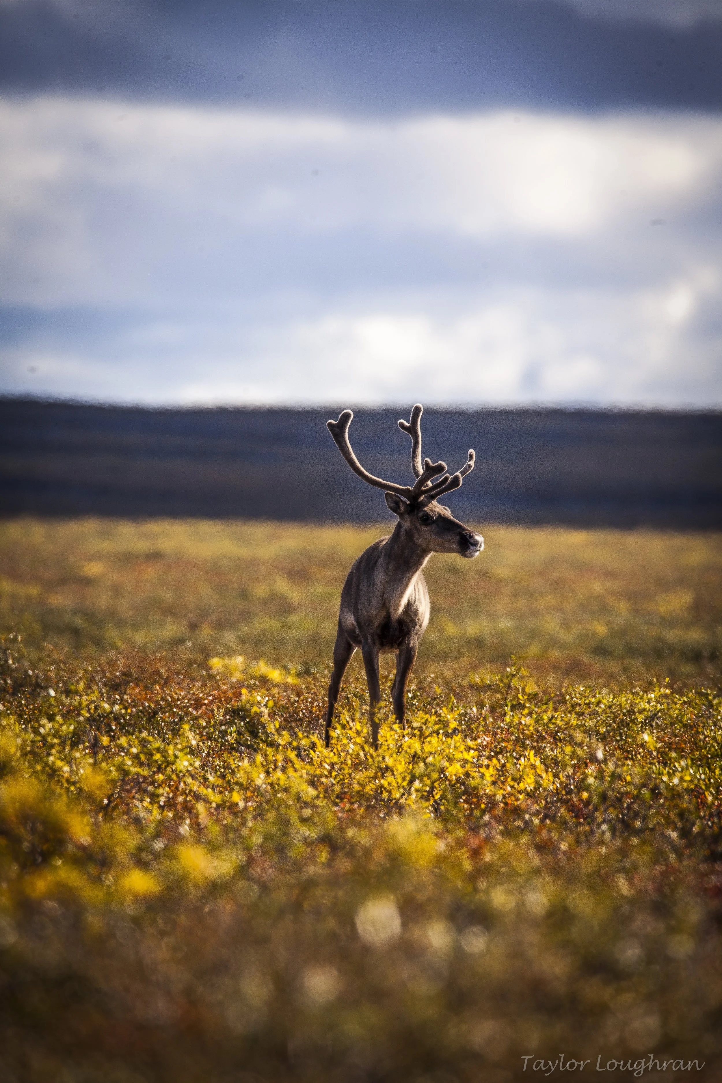 caribou copy.jpeg