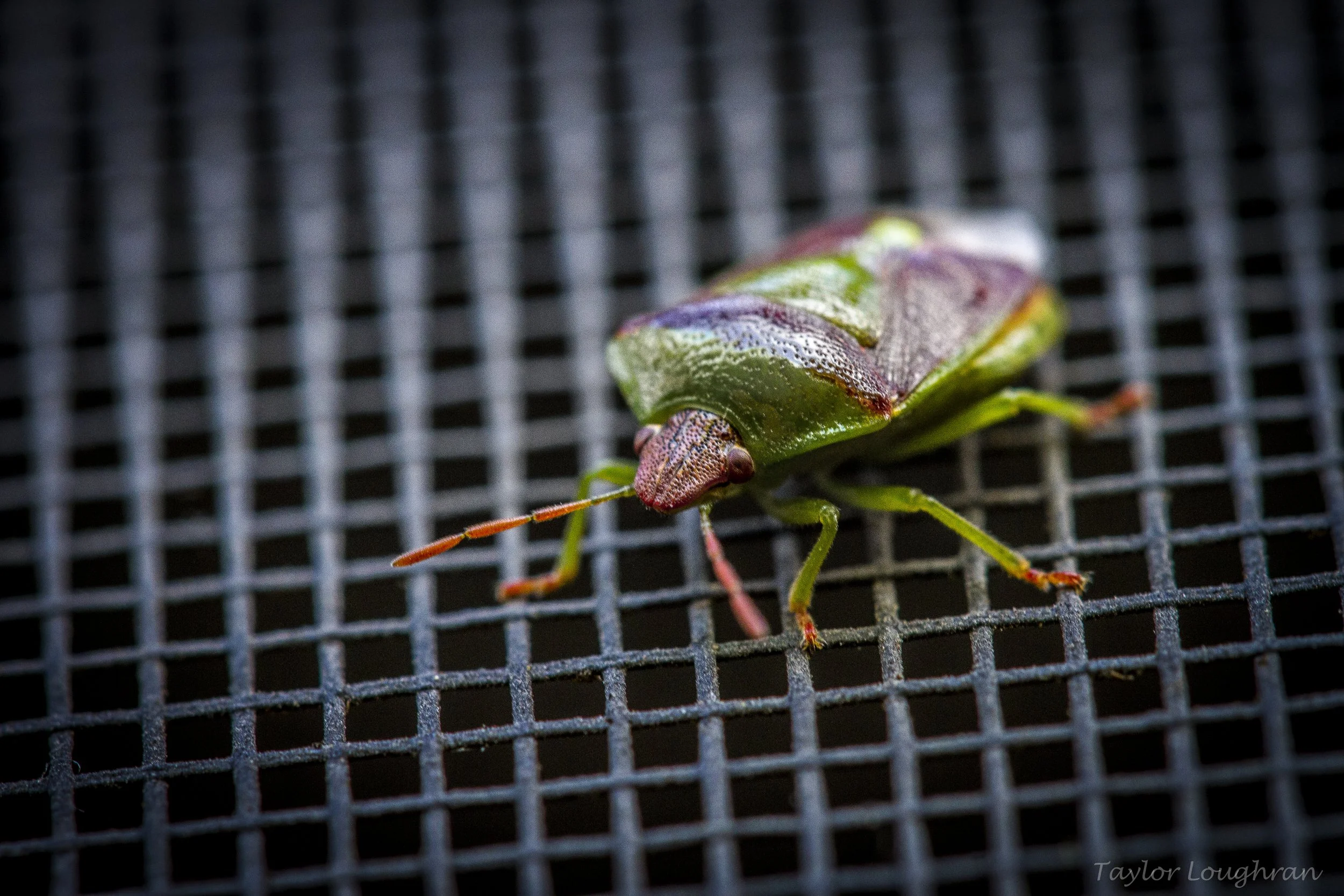 macrowoodbug.jpg
