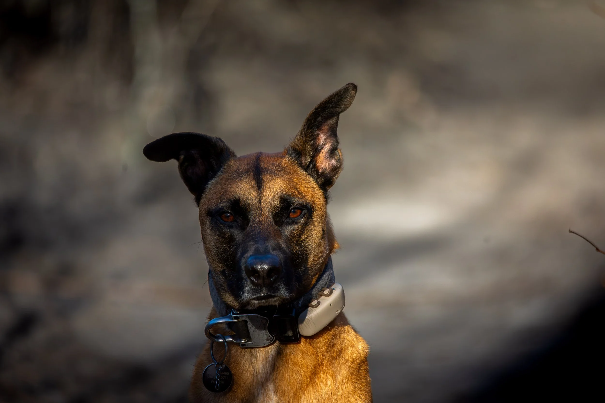 frankie.jpg