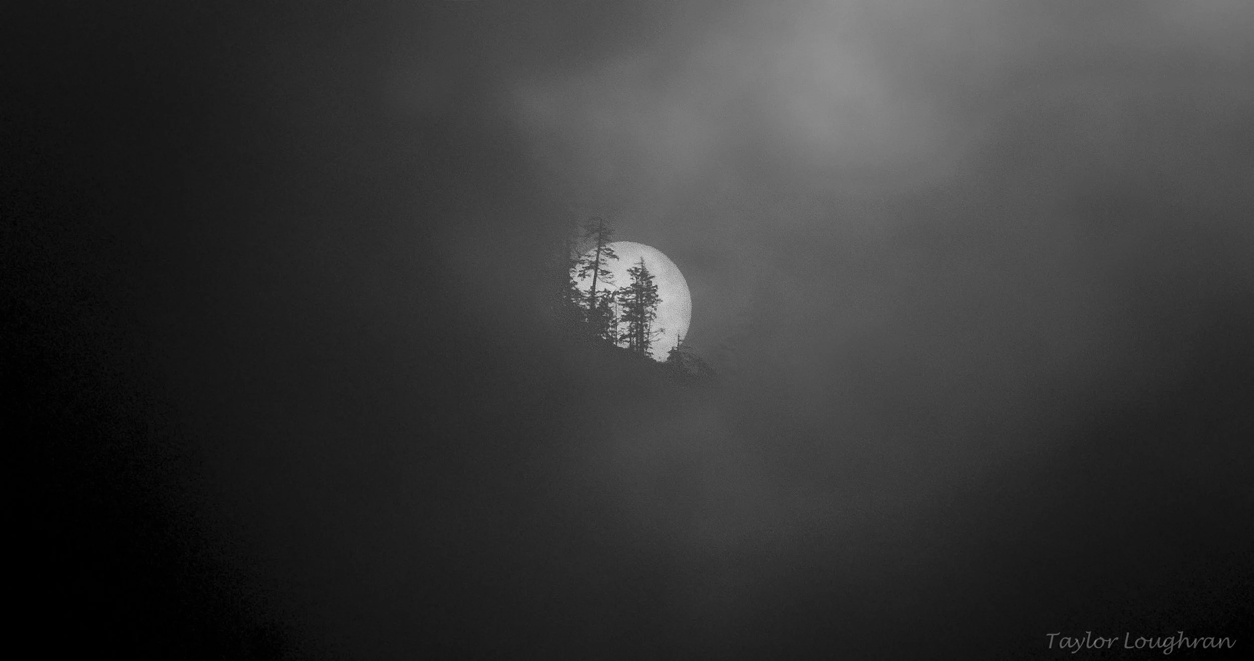 morning trees.jpg