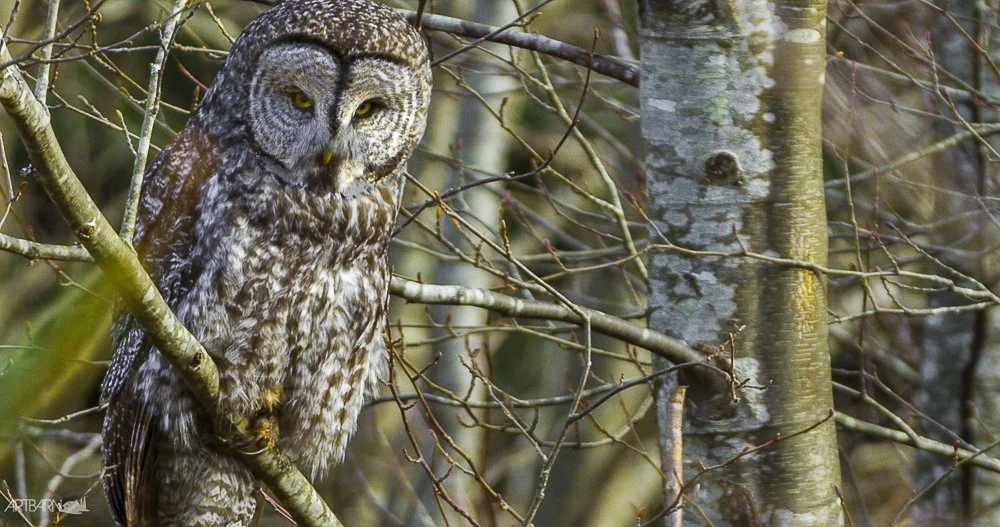 Grey_Owl_estuary.jpg