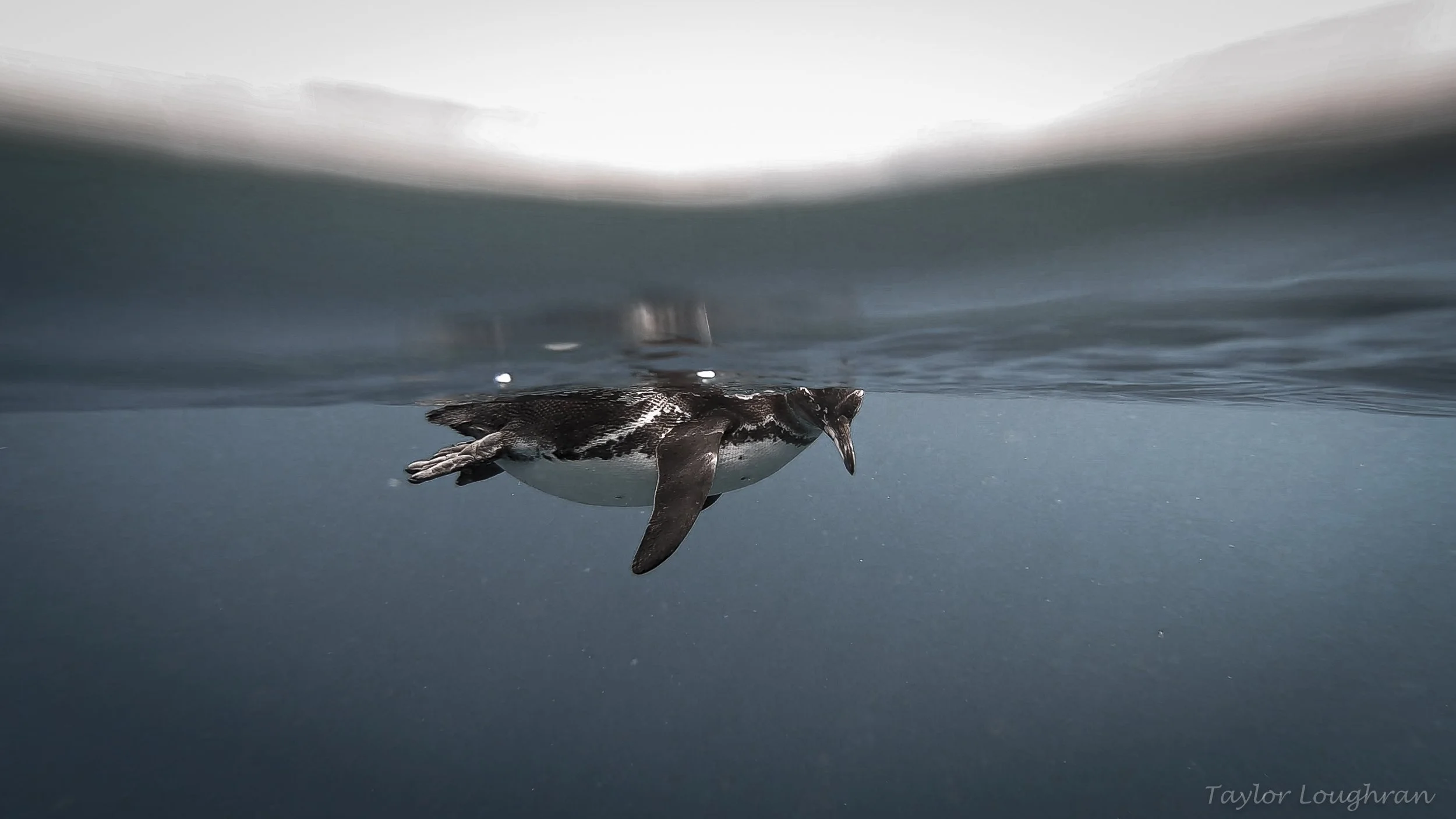 Galapagos_penguin_iyatedarwin_2019.jpg