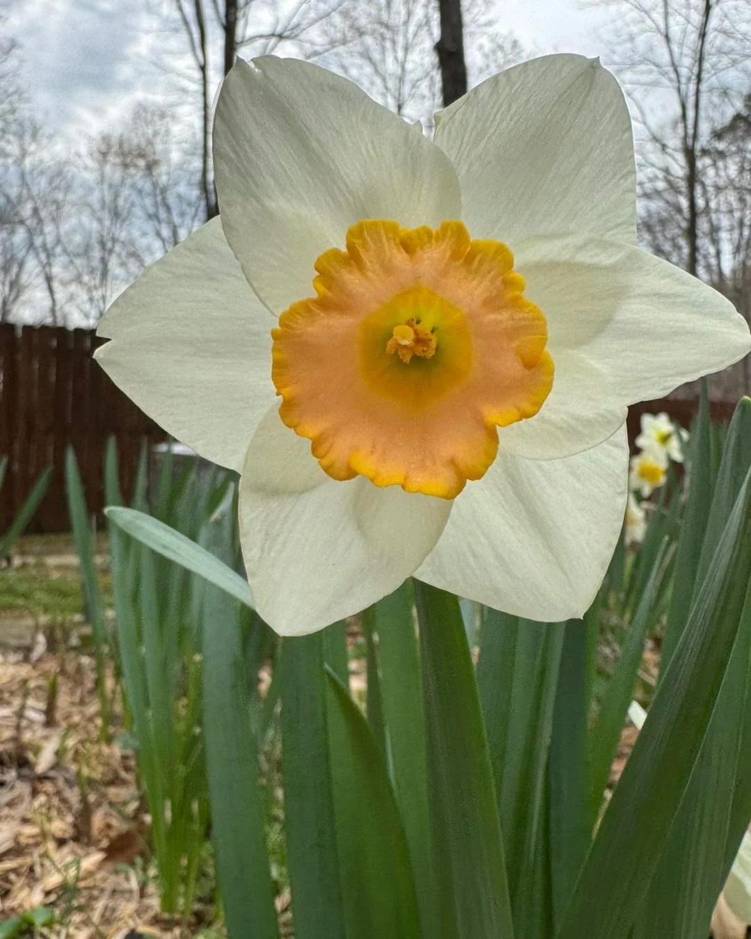 I love all seasons and am grateful for these cheerful daffodils all around the studio☀️