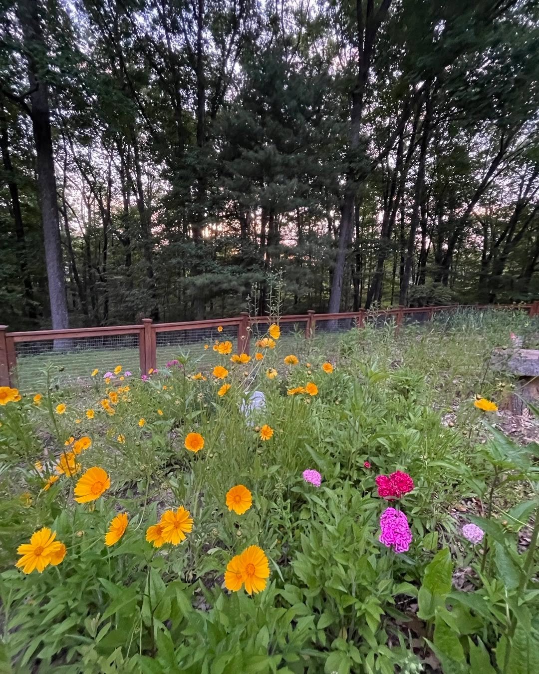 Rain+sunshine=beautiful wildflowers💞There is so much in bloom💞Come visit me at the Reveal Reiki Studio to take in the peace of nature and relax during a Reiki session. www.revealreiki.com