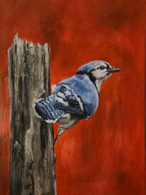Blue Jay
12x16 oil on paper