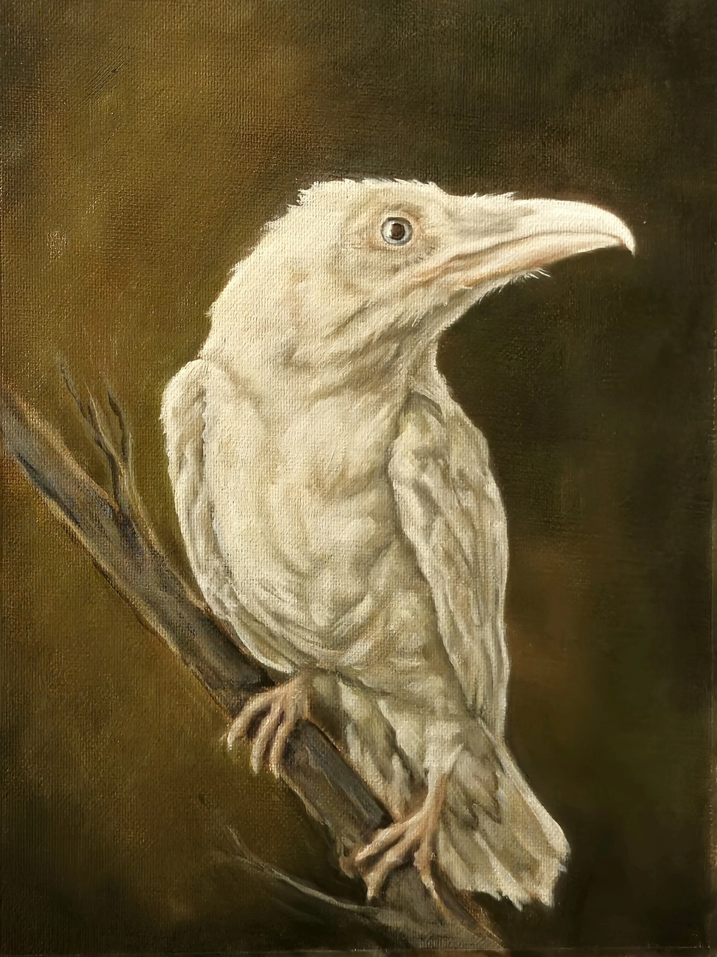White Raven
12x16 oil on paper sold