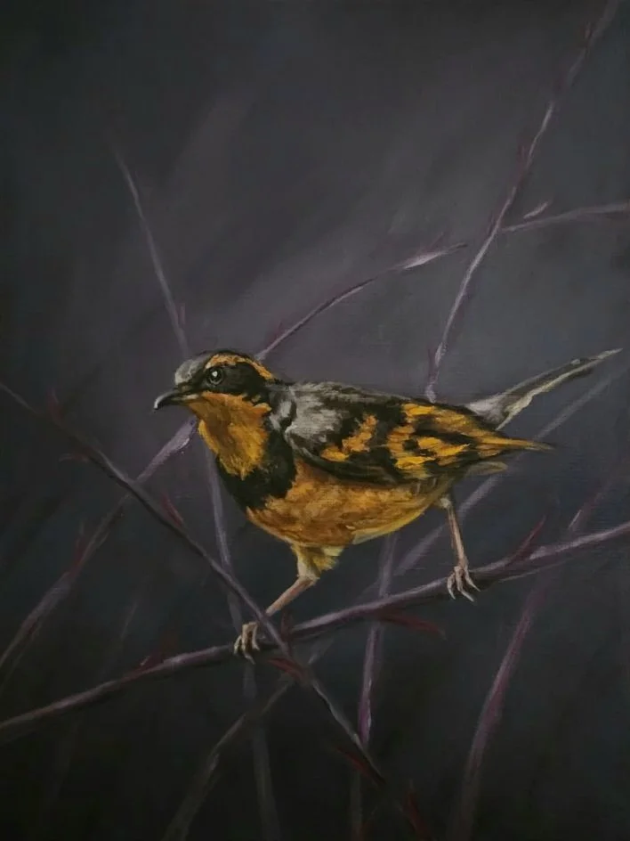 Varied Thrush
12x16 oil on paper